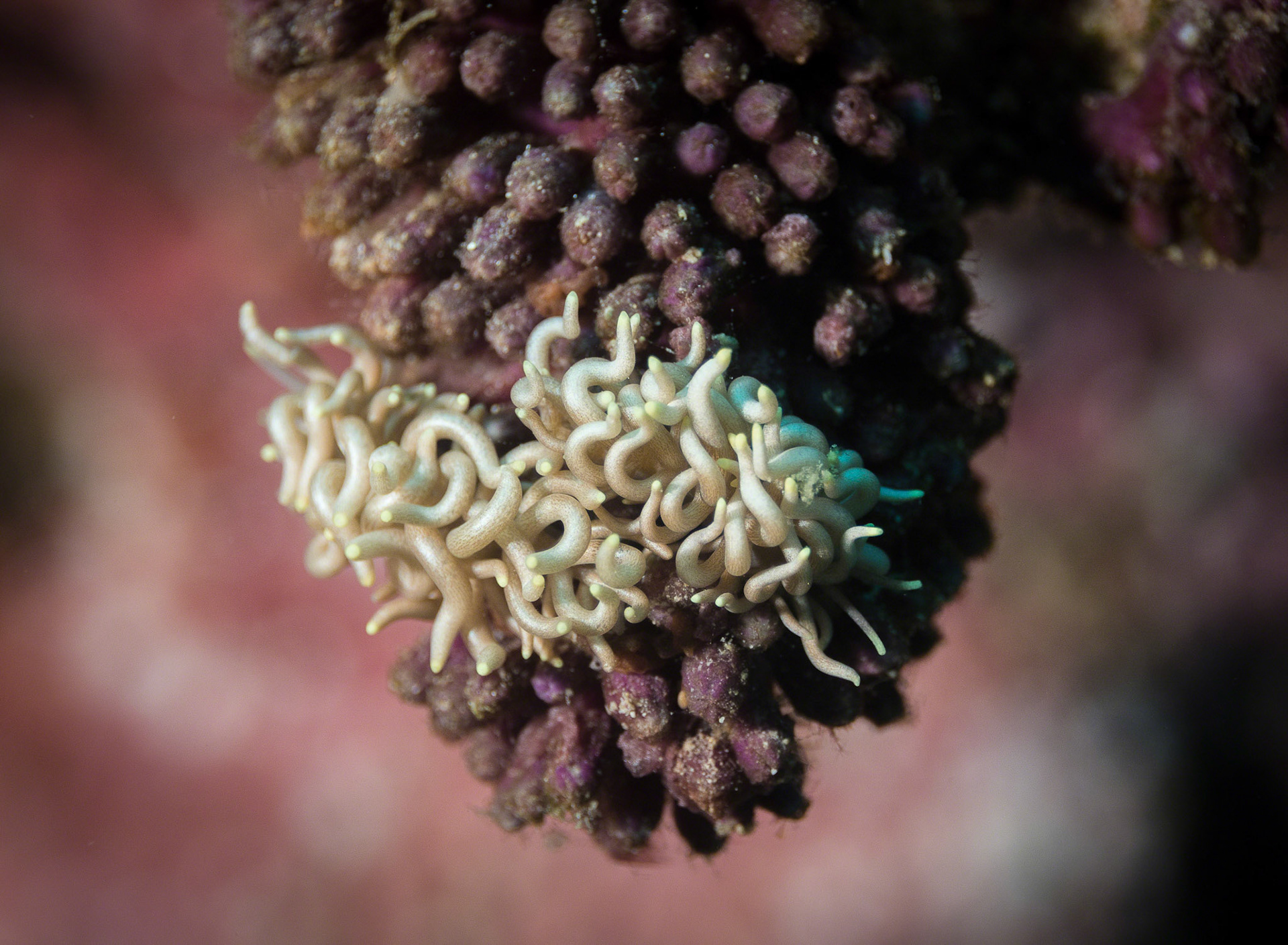Phyllodesmium briareum