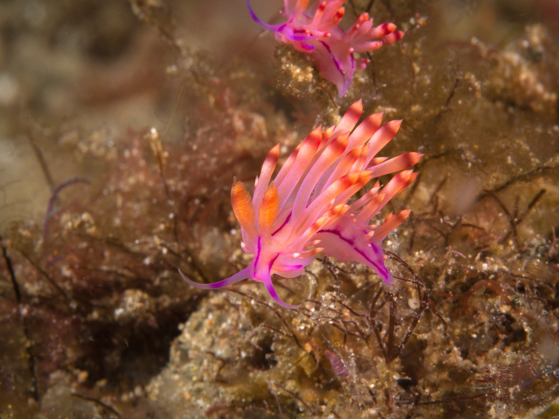 Flabellina rubrolineata