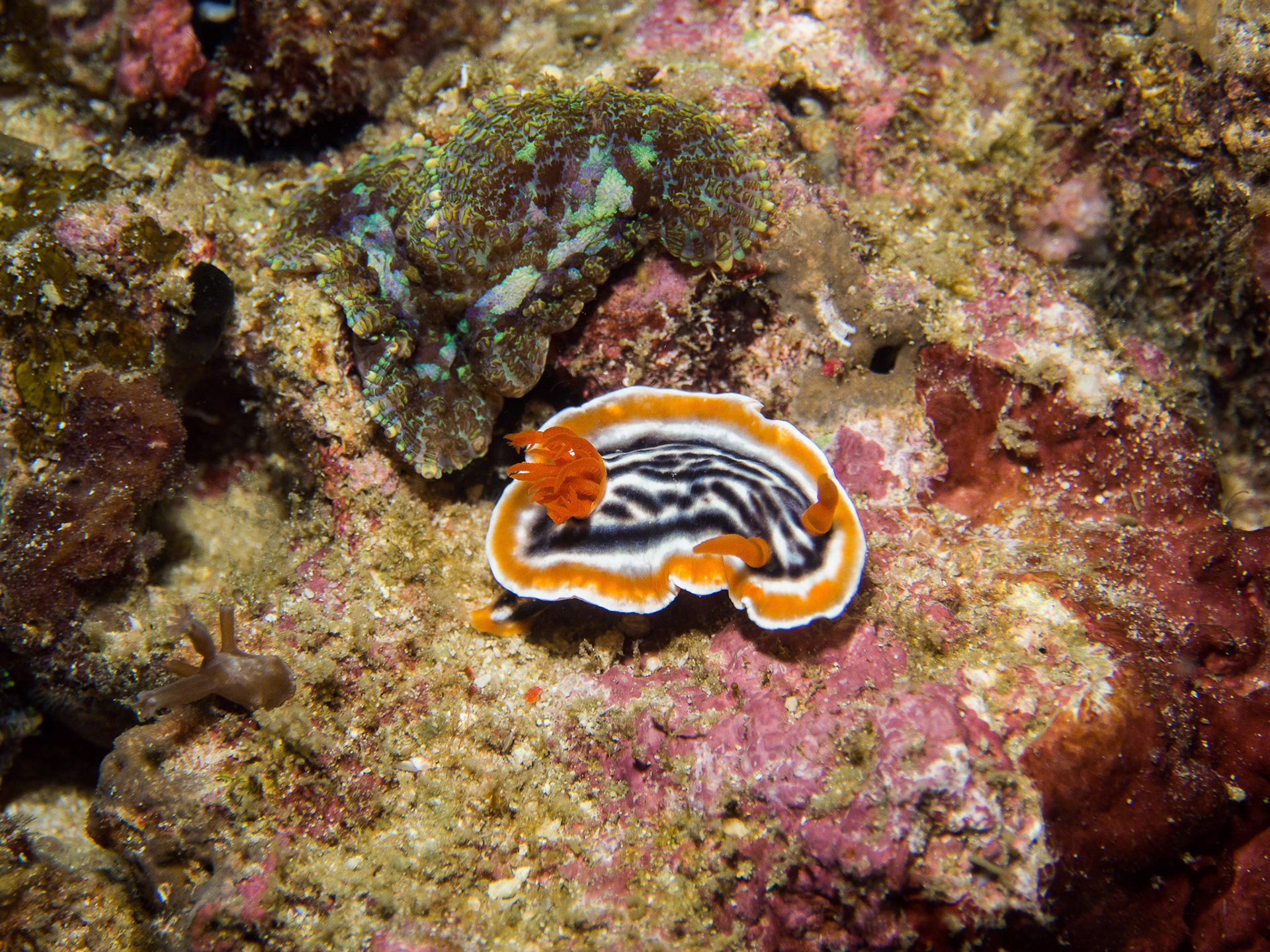 Chromodoris magnifica