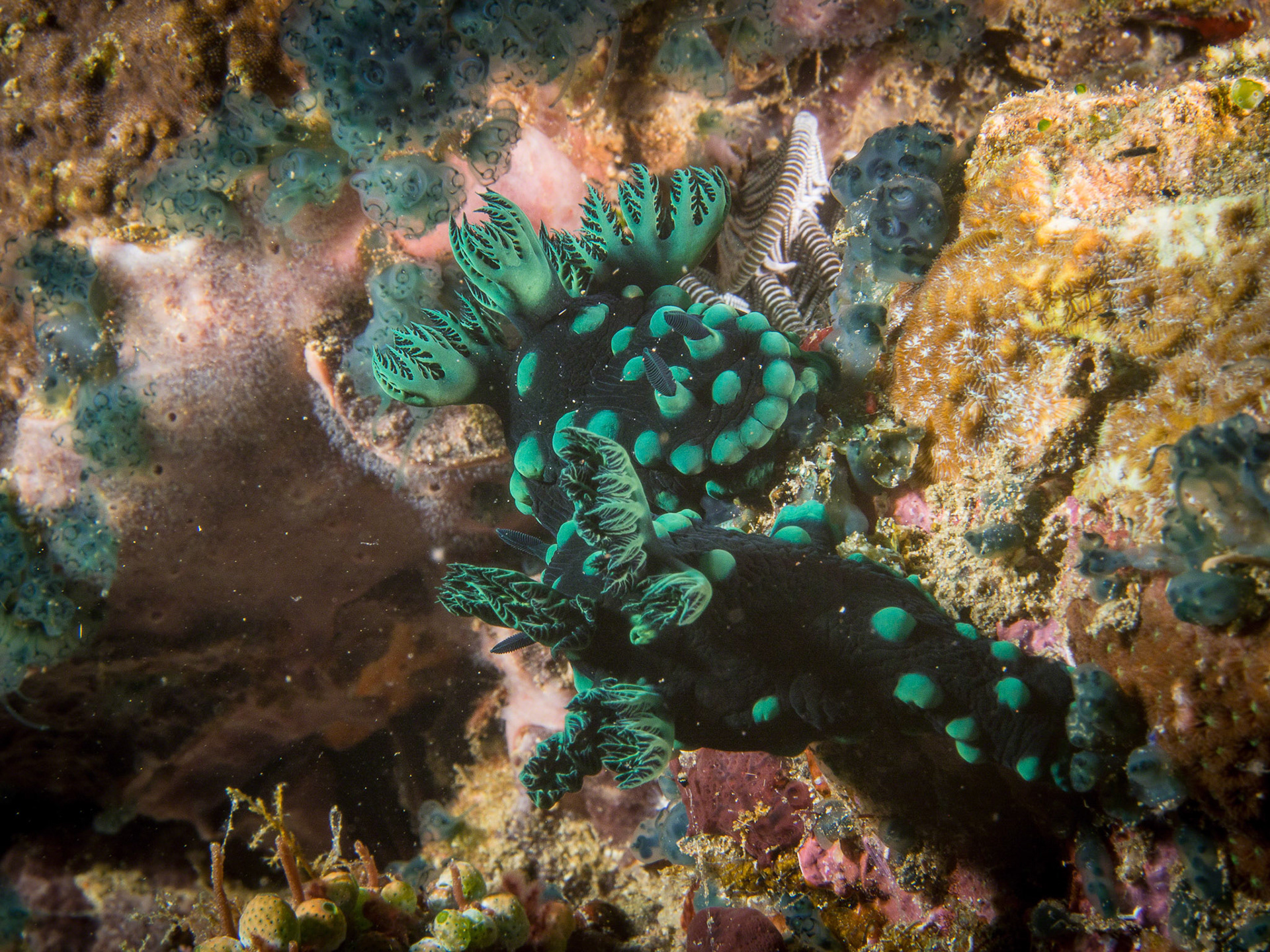 Nembrotha cristata
