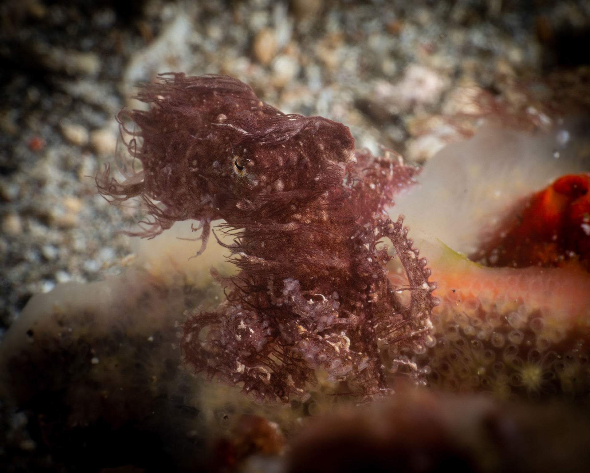 Hairy Octopus