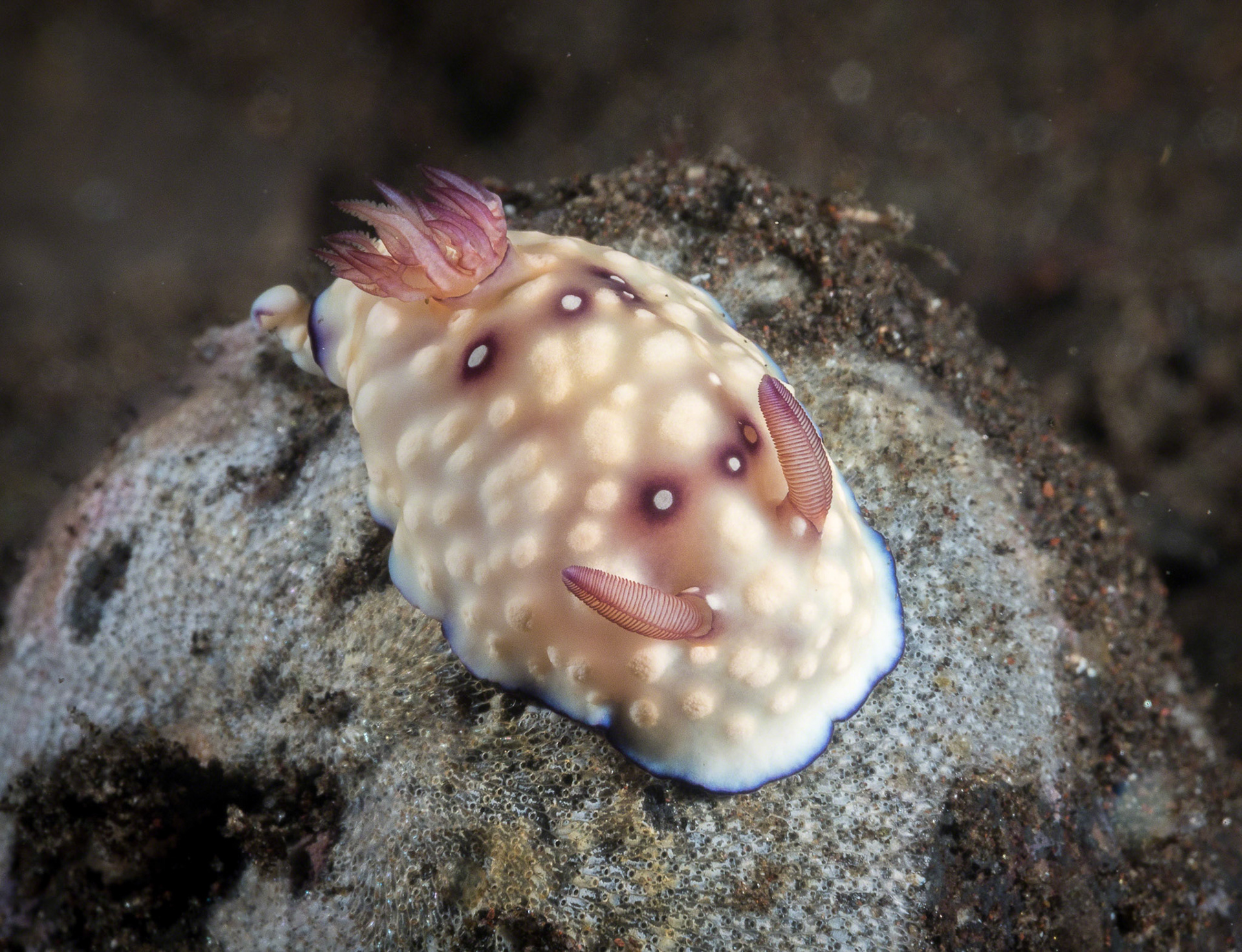 Chromodoris hintuanensis