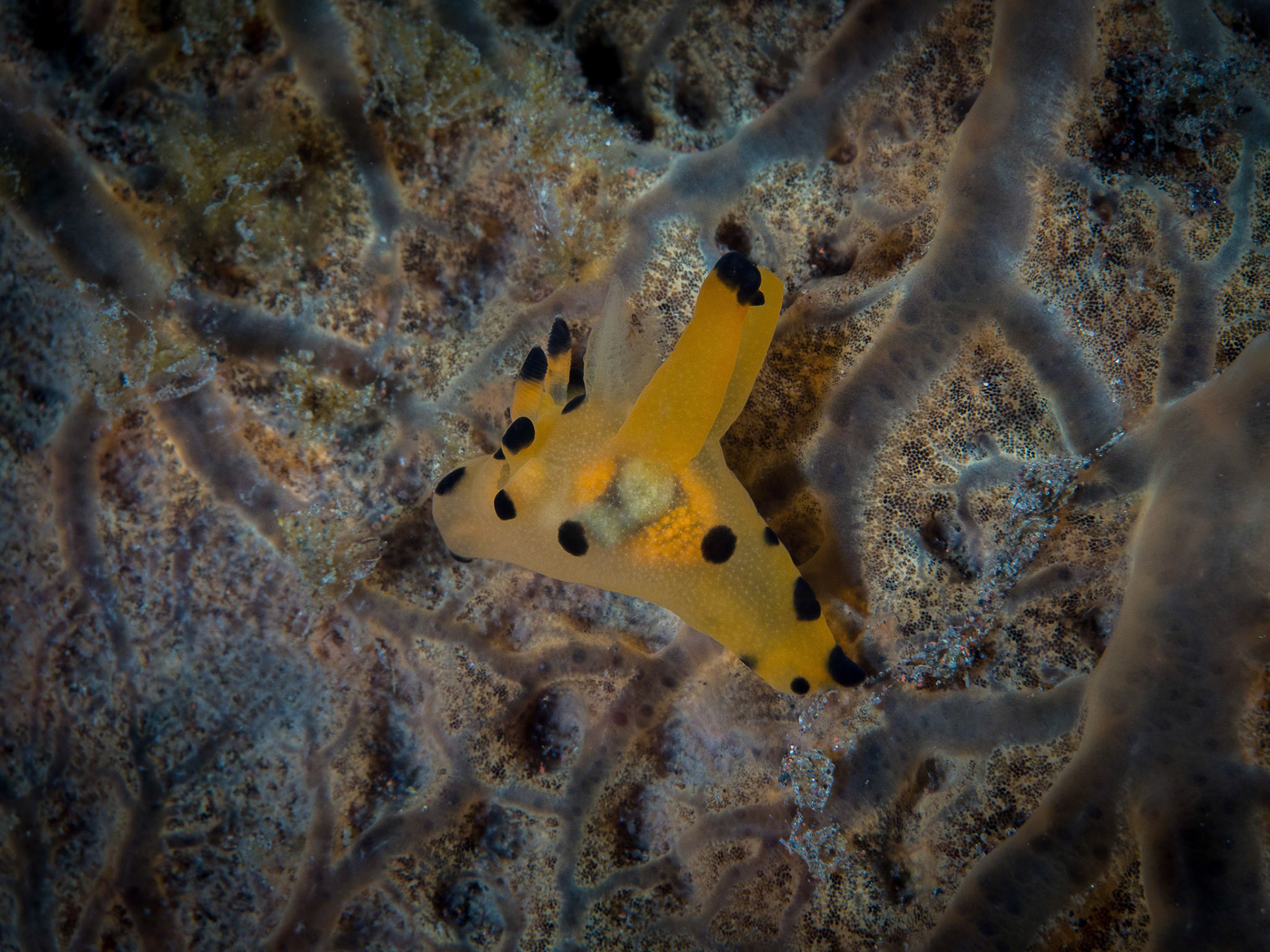 Thecacera unidentified