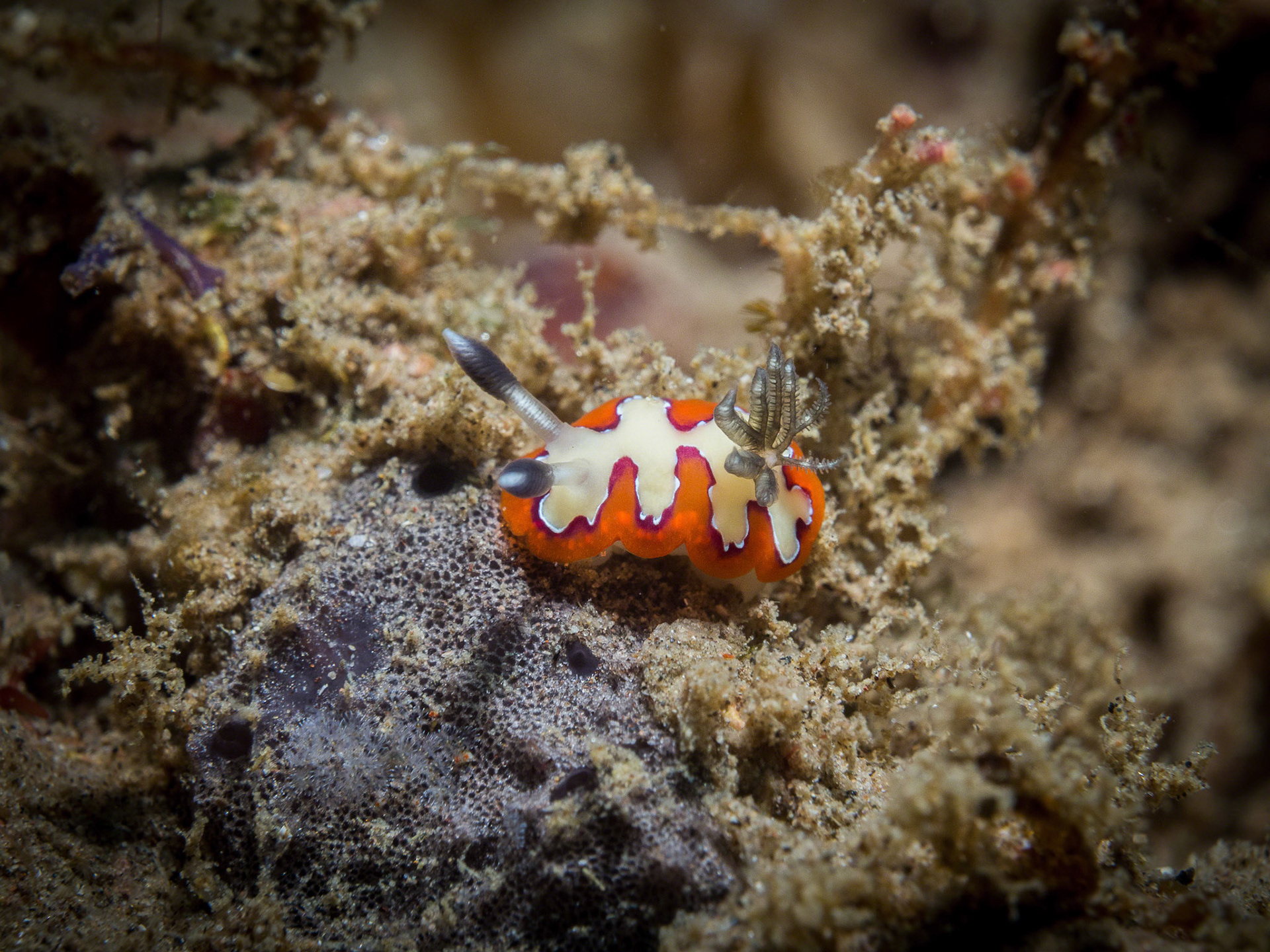 Chromodoris fidelis