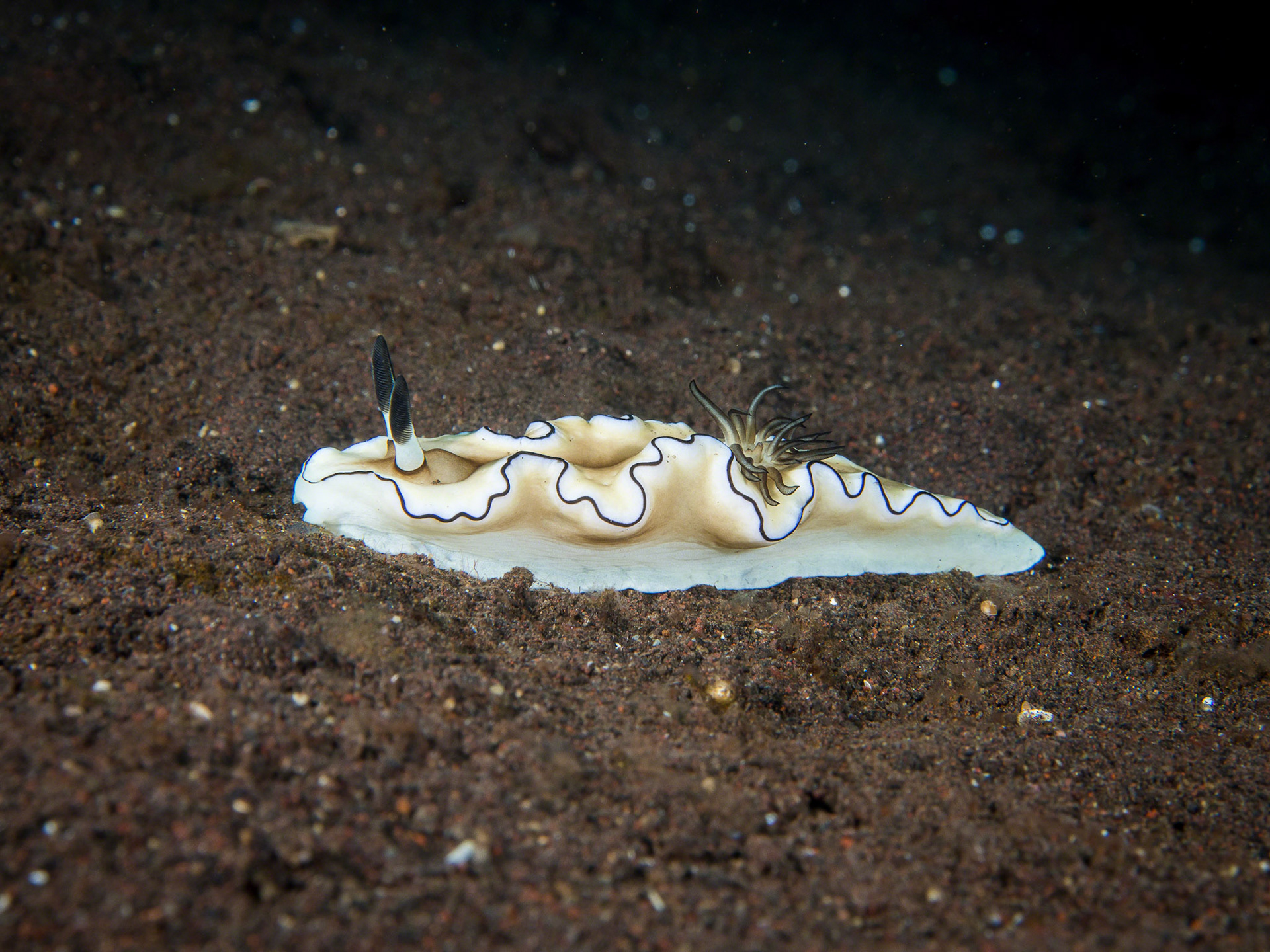 Glossodoris atromarginata