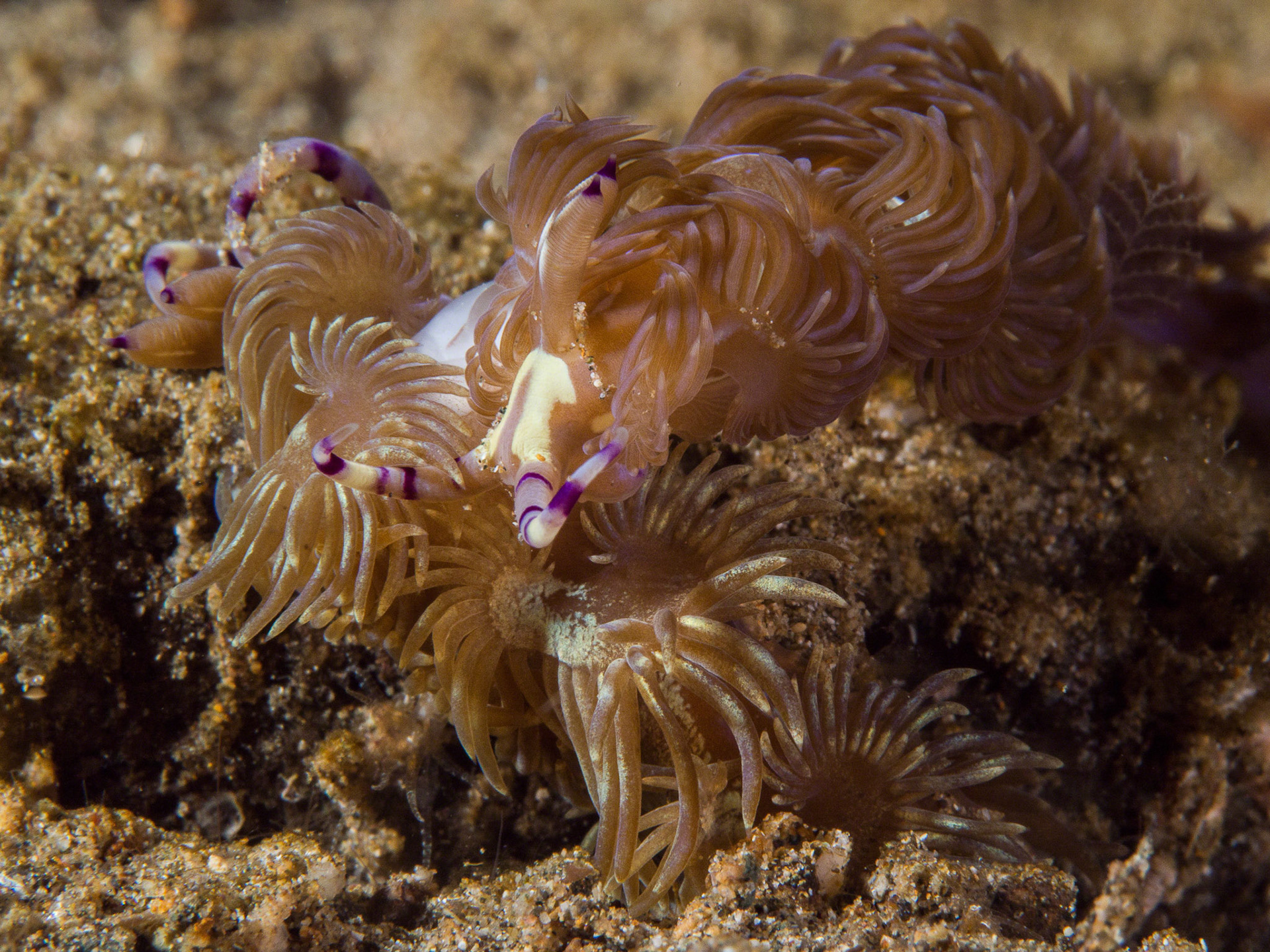 Pteraeolidia ianthina