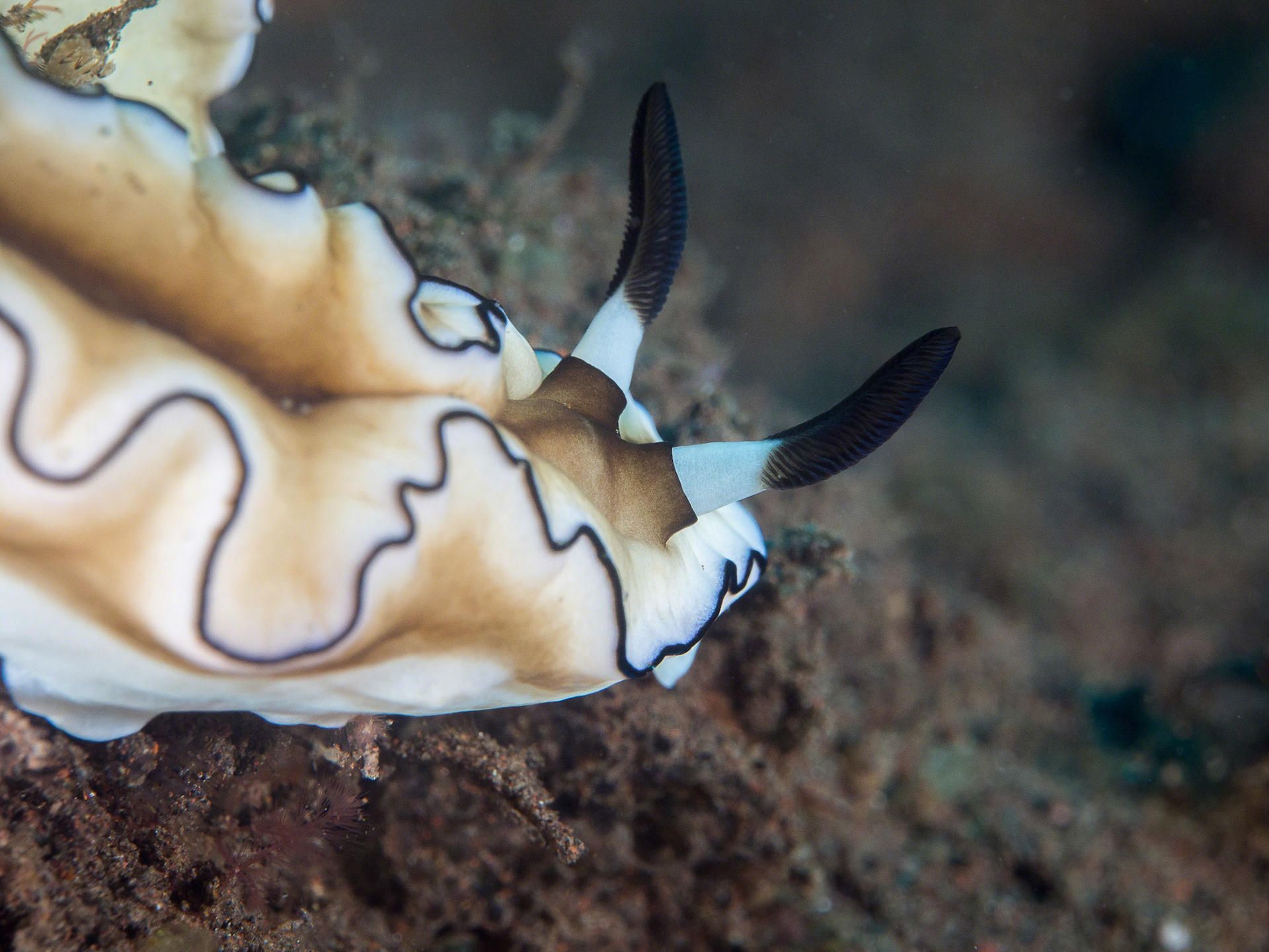 Glossodoris atromarginata