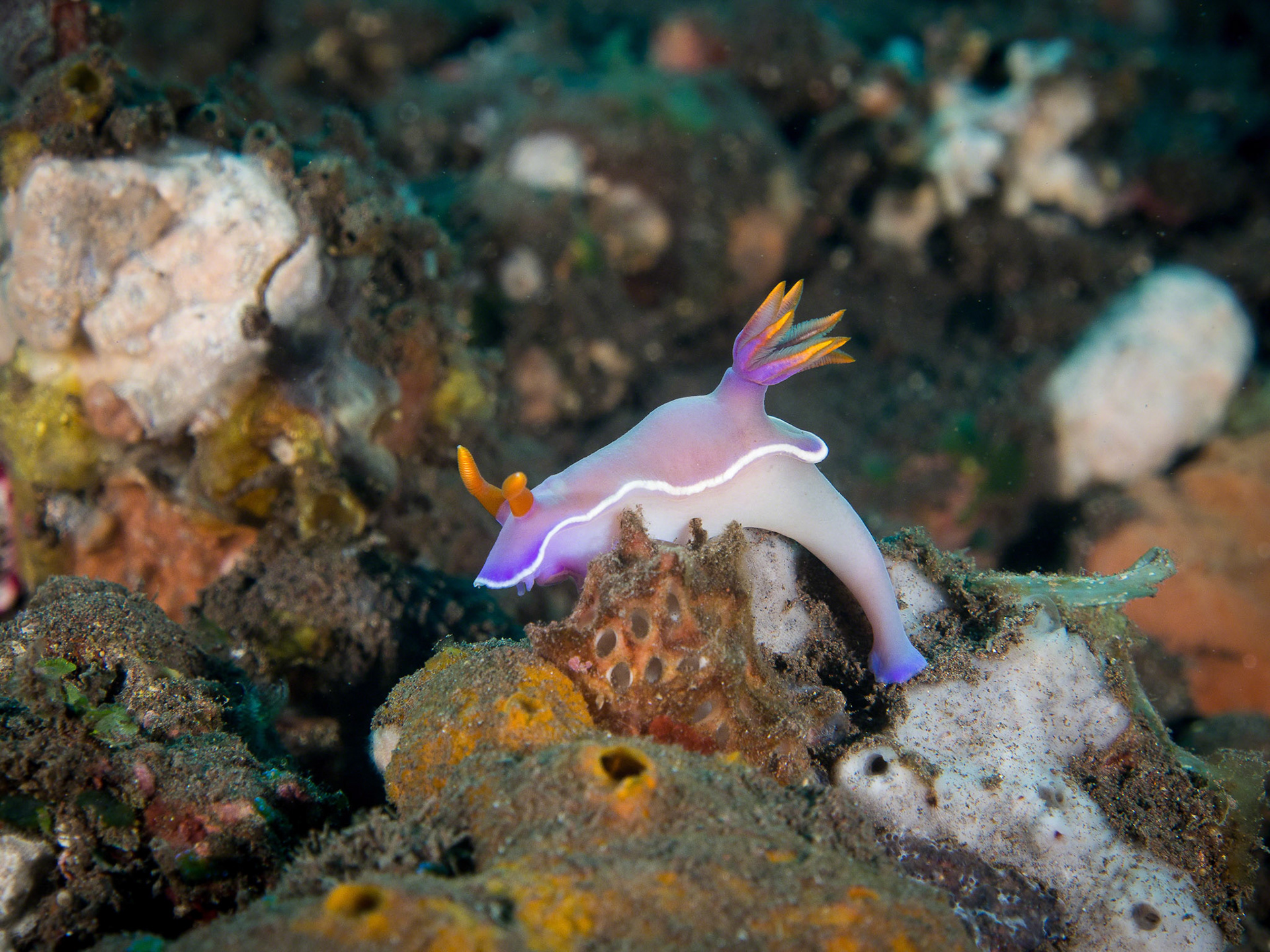 Hypselodoris bullocki