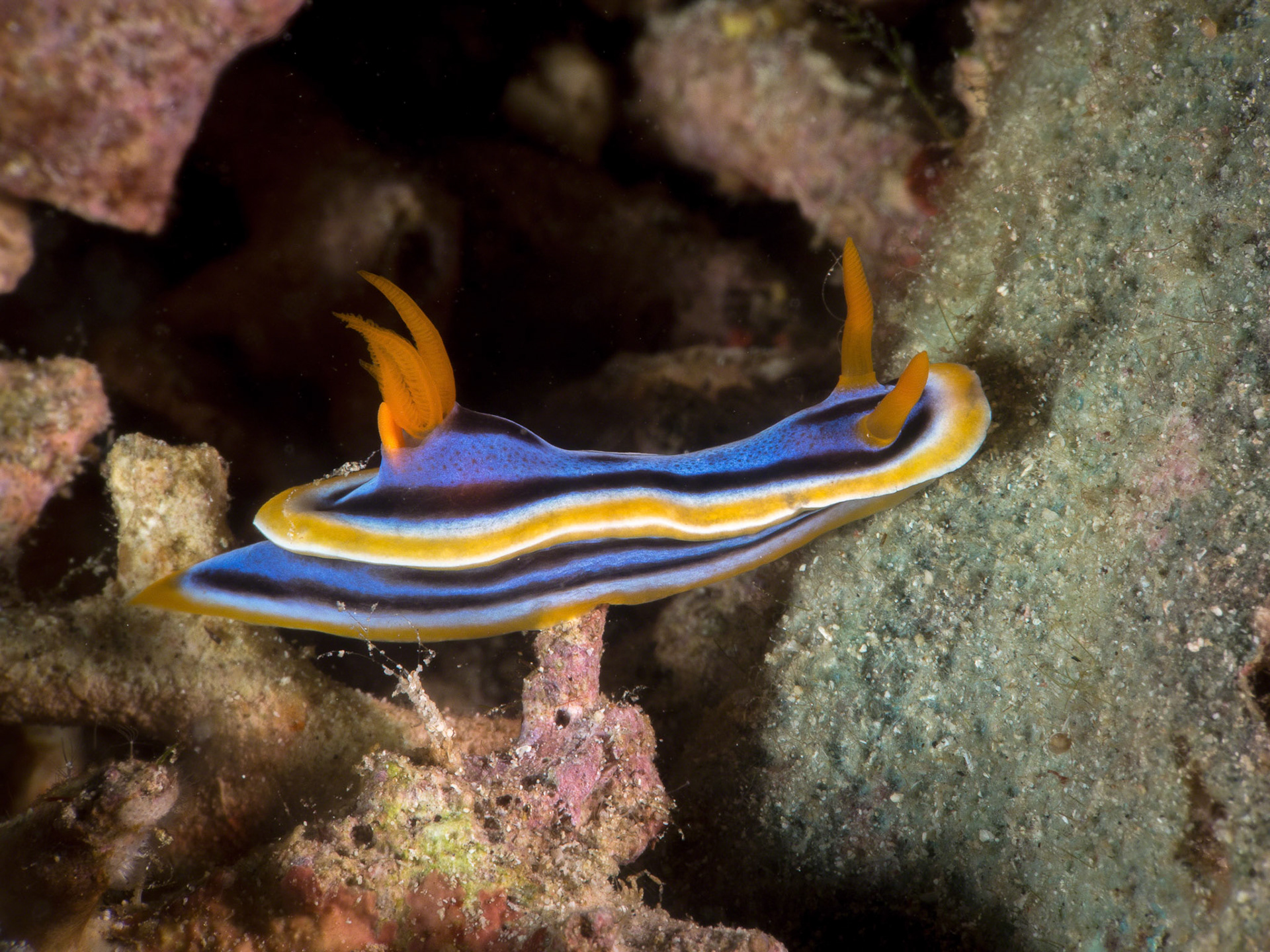 Chromodoris strigata