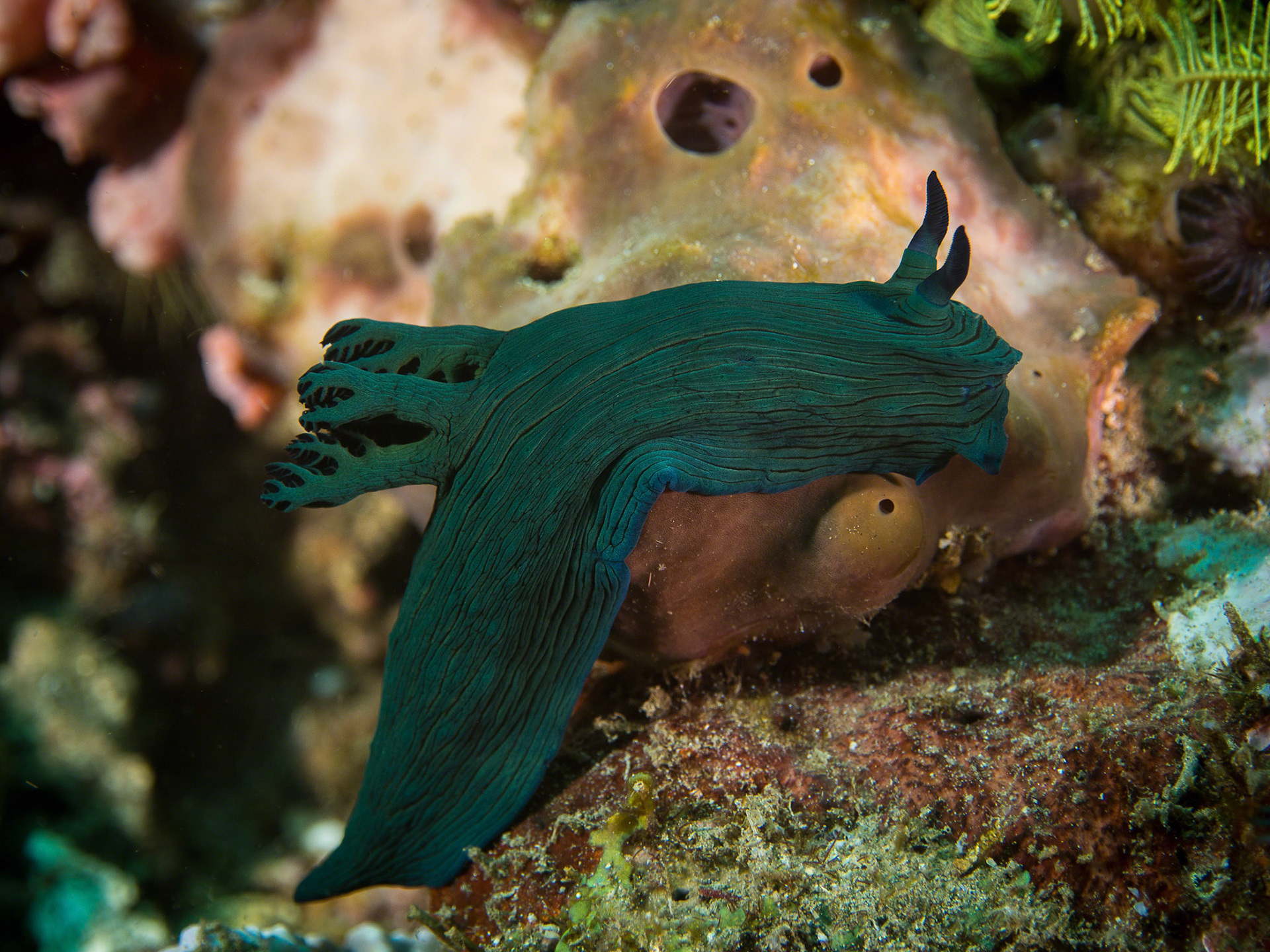Nembrotha milleri