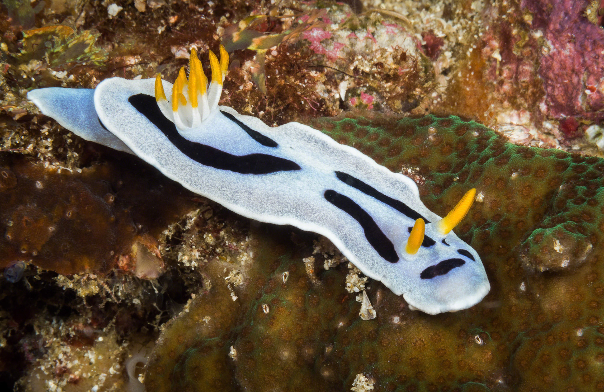 Chromodoris dianae