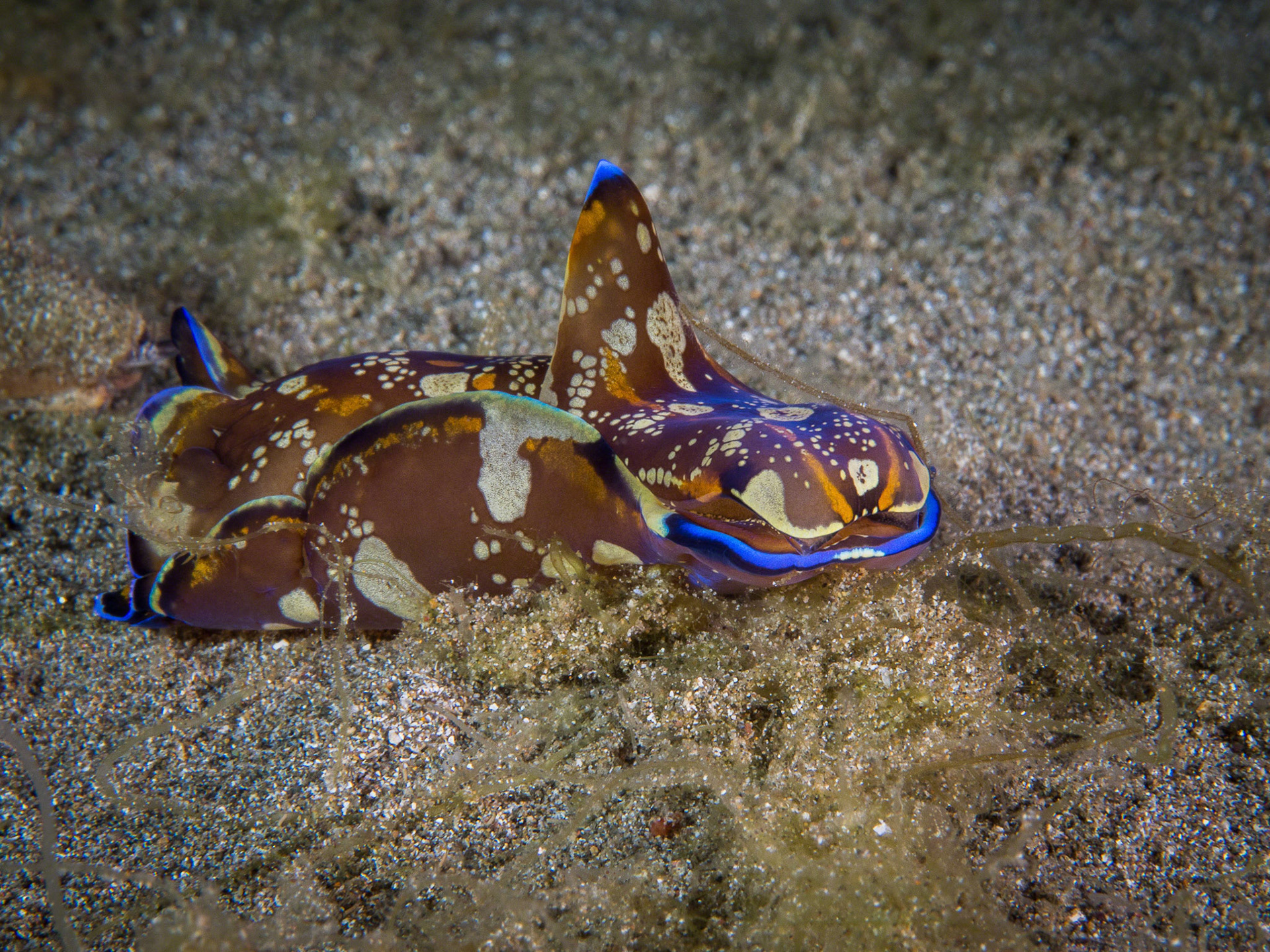 Philinopsis speciosa