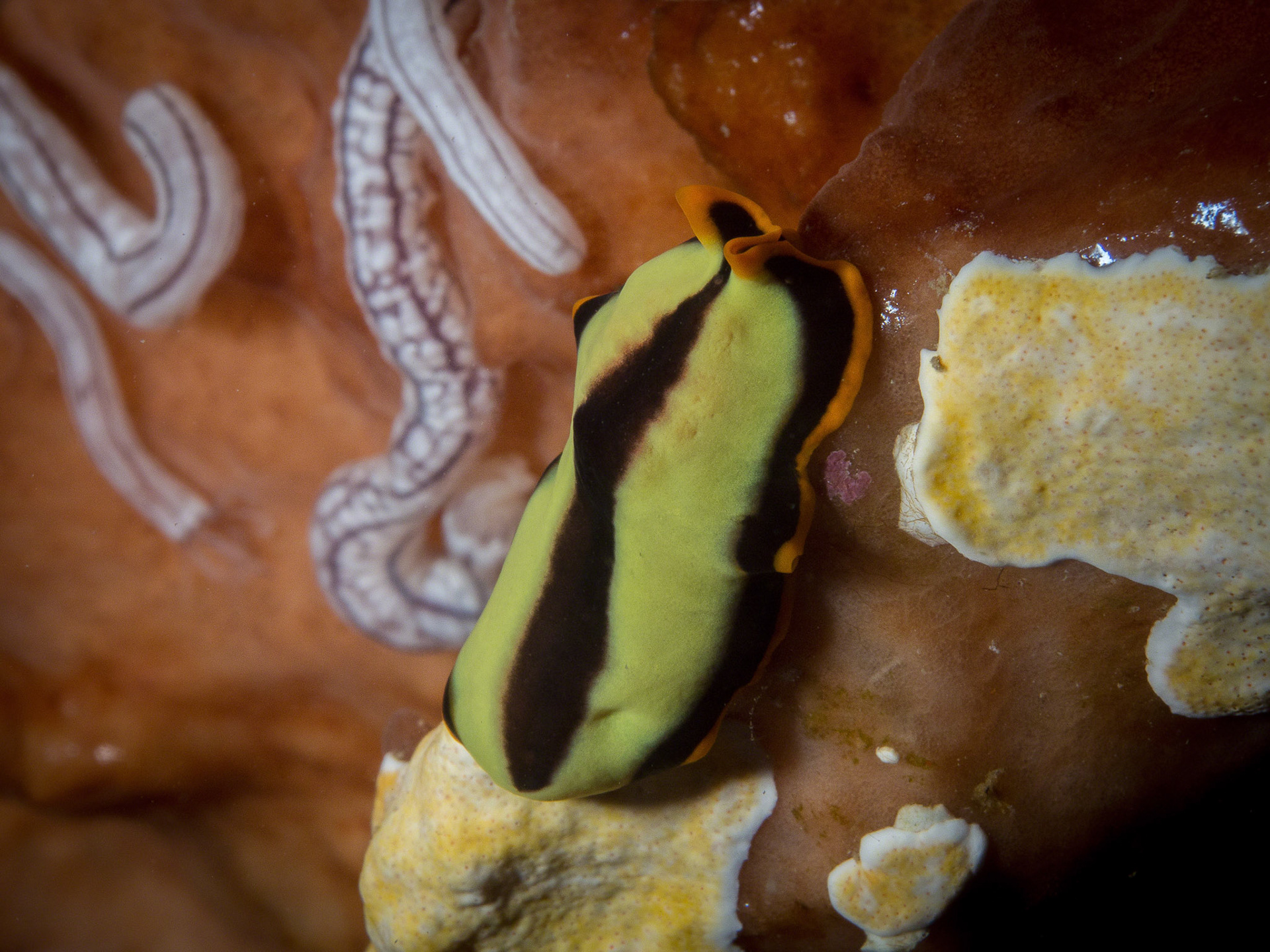 Pseudoceros dimidiatus