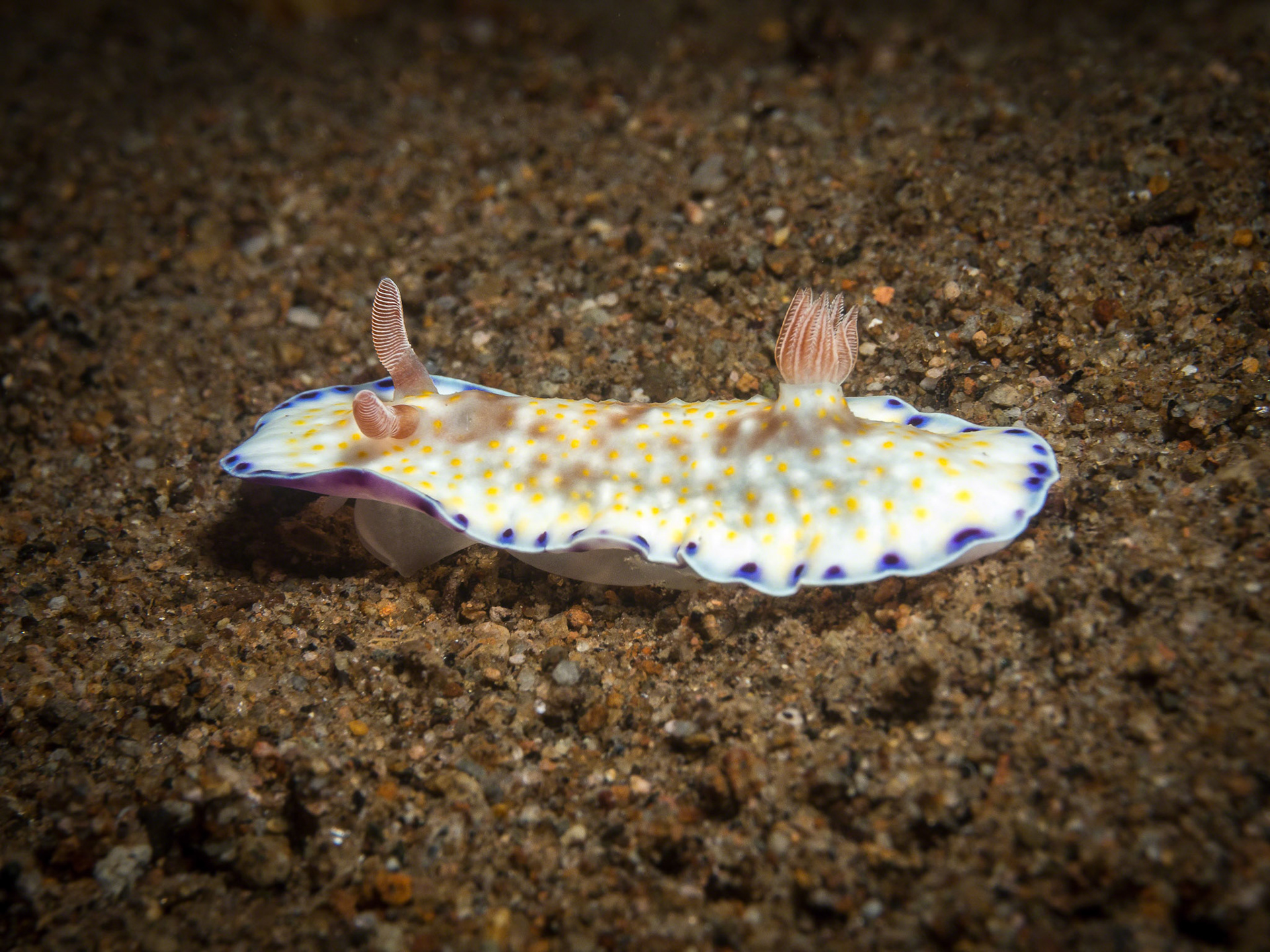Chromodoris Alius