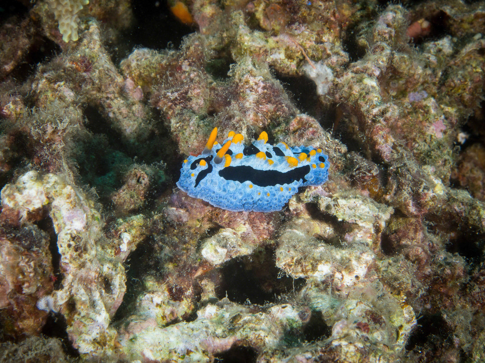 Phyllidia coelestis