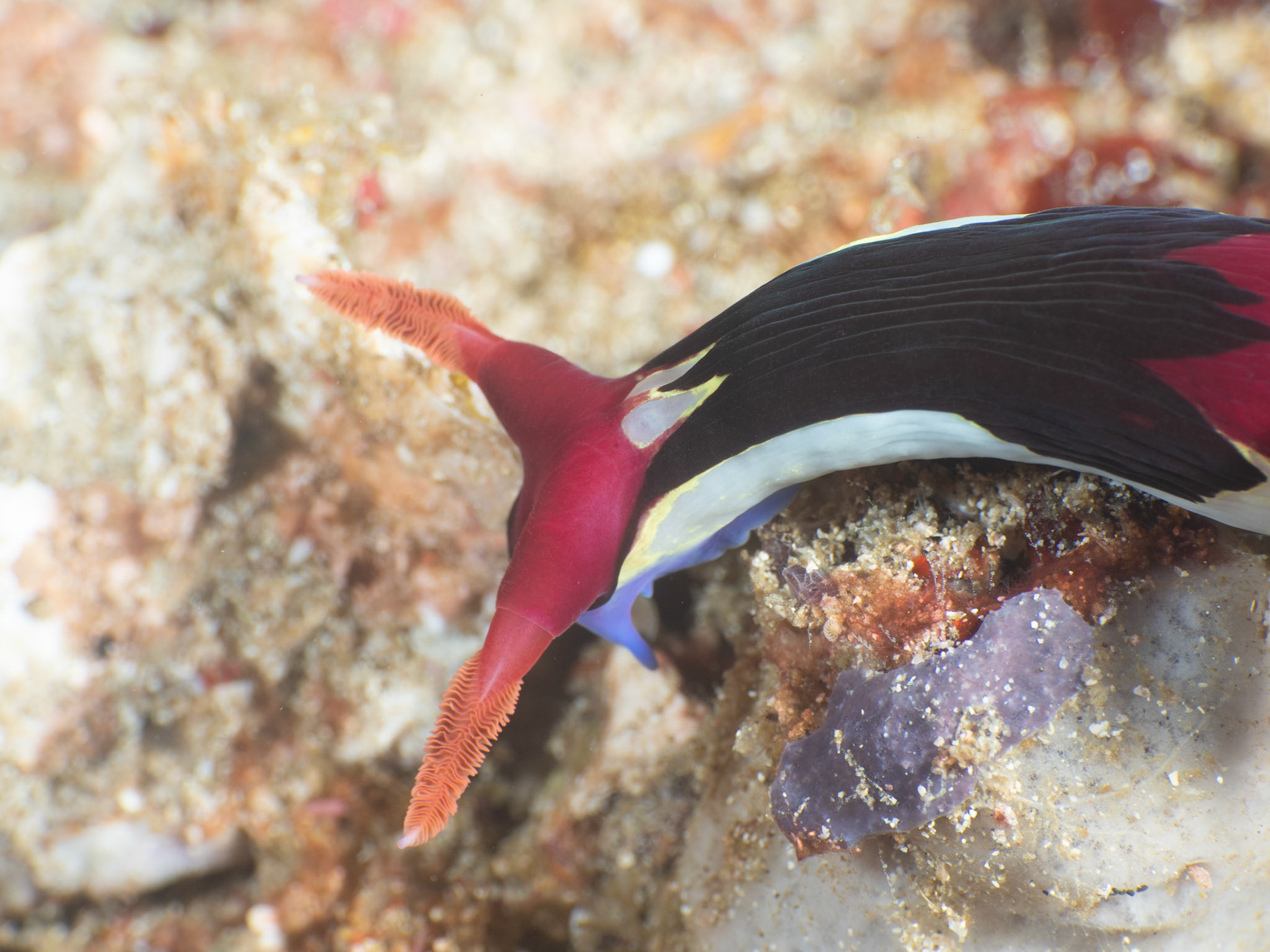 Nembrotha chamberlaini