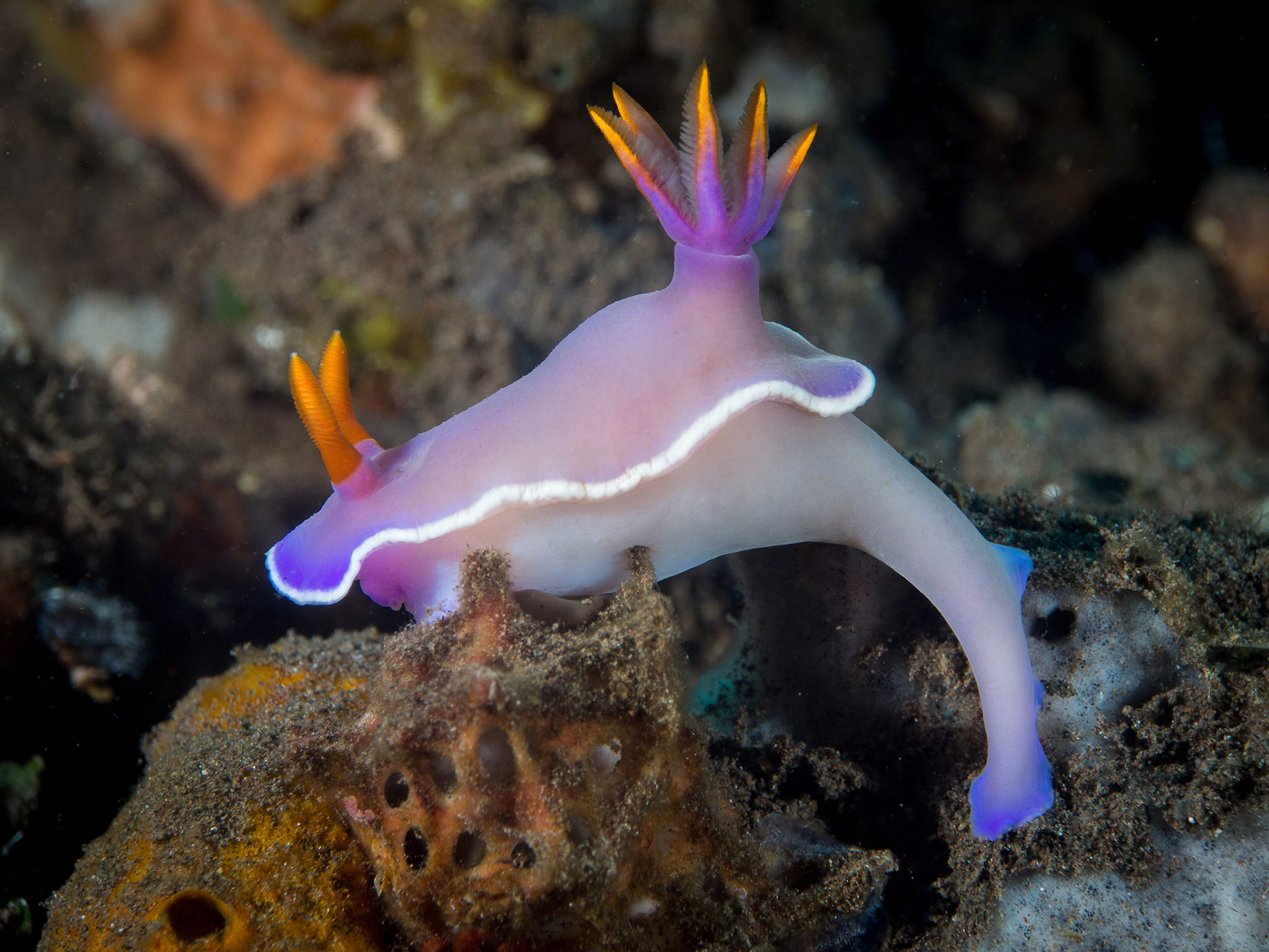 Hypselodoris bullocki