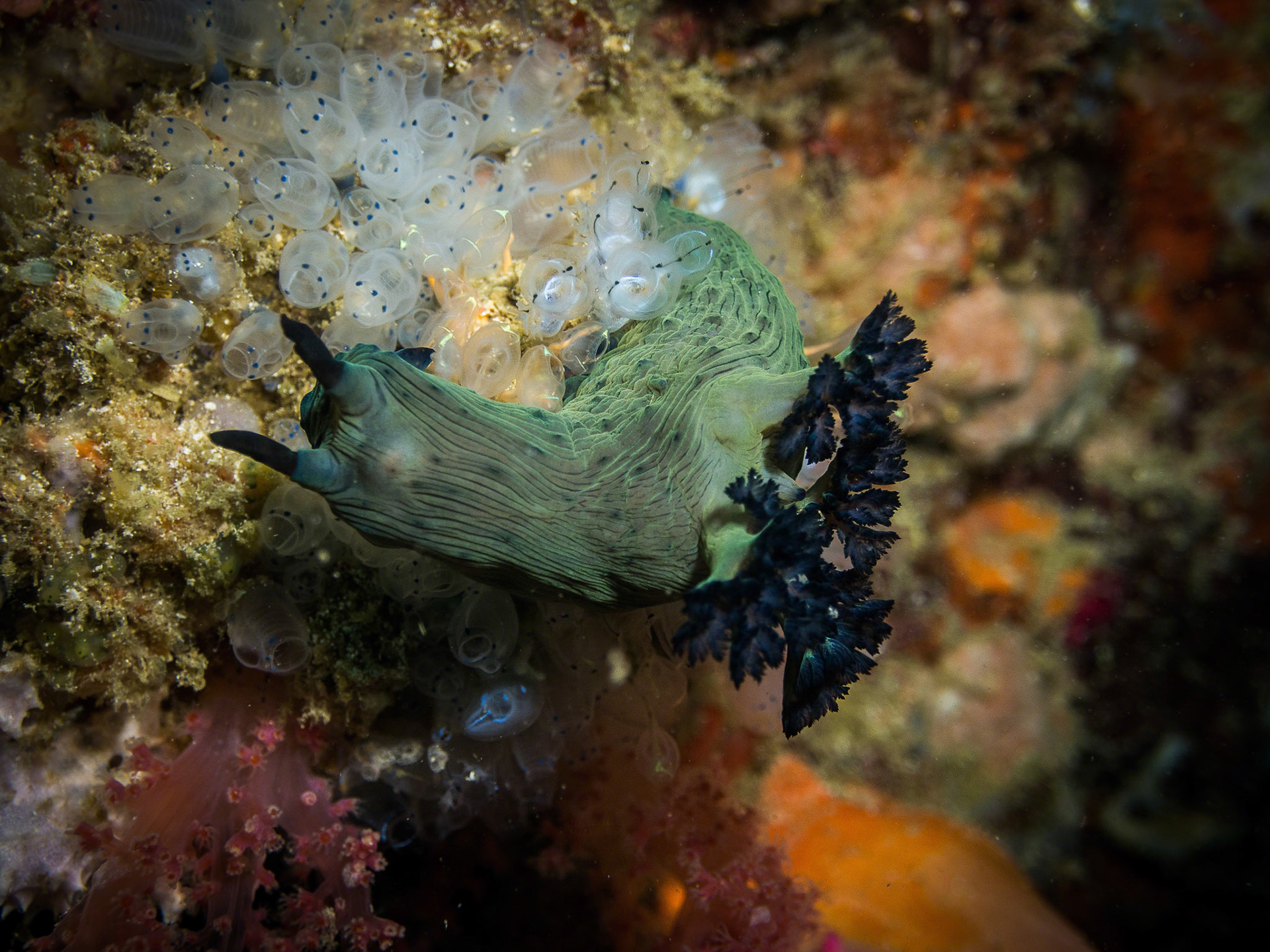 Nembrotha milleri