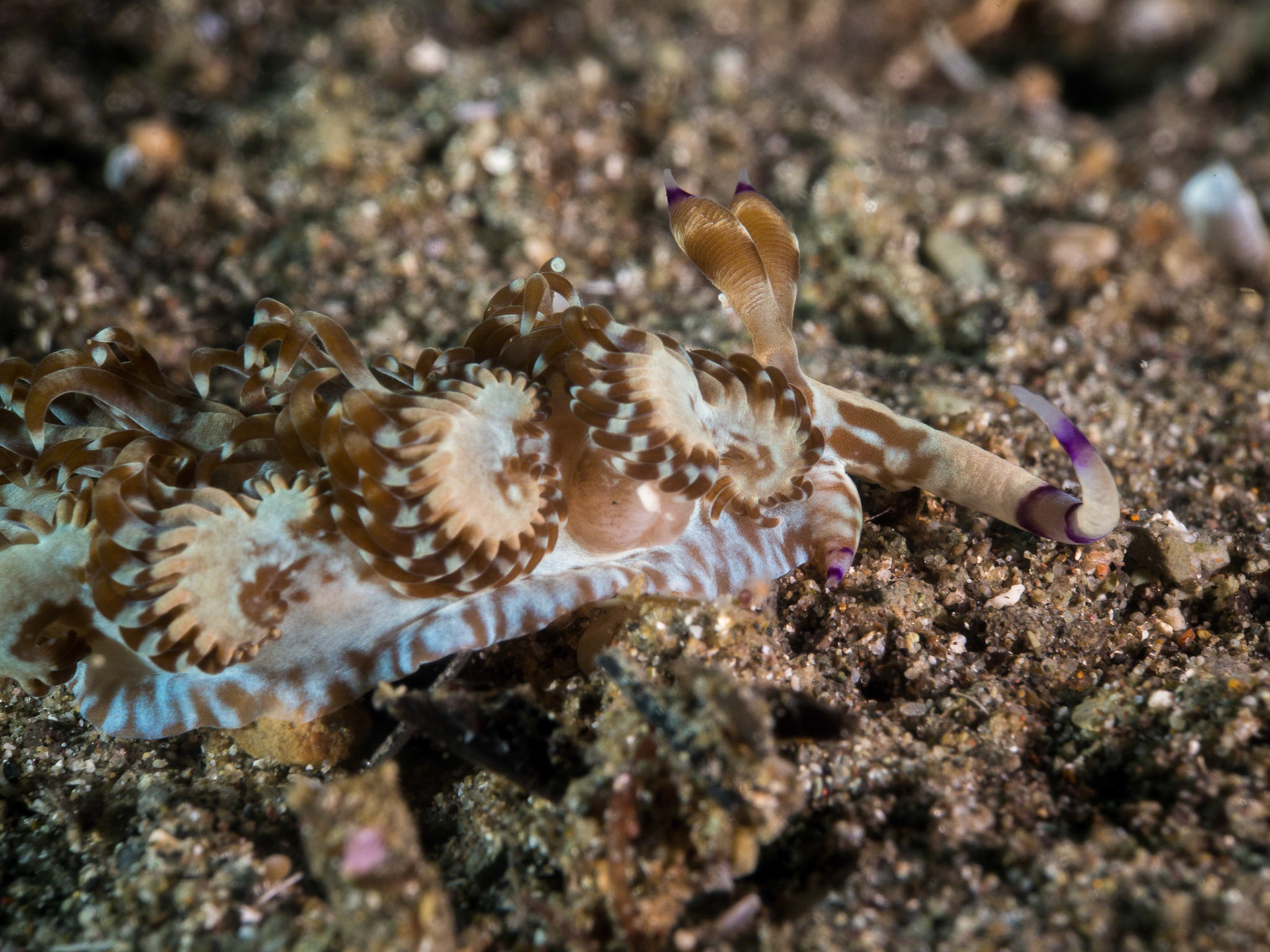 Pteraeolidia ianthina