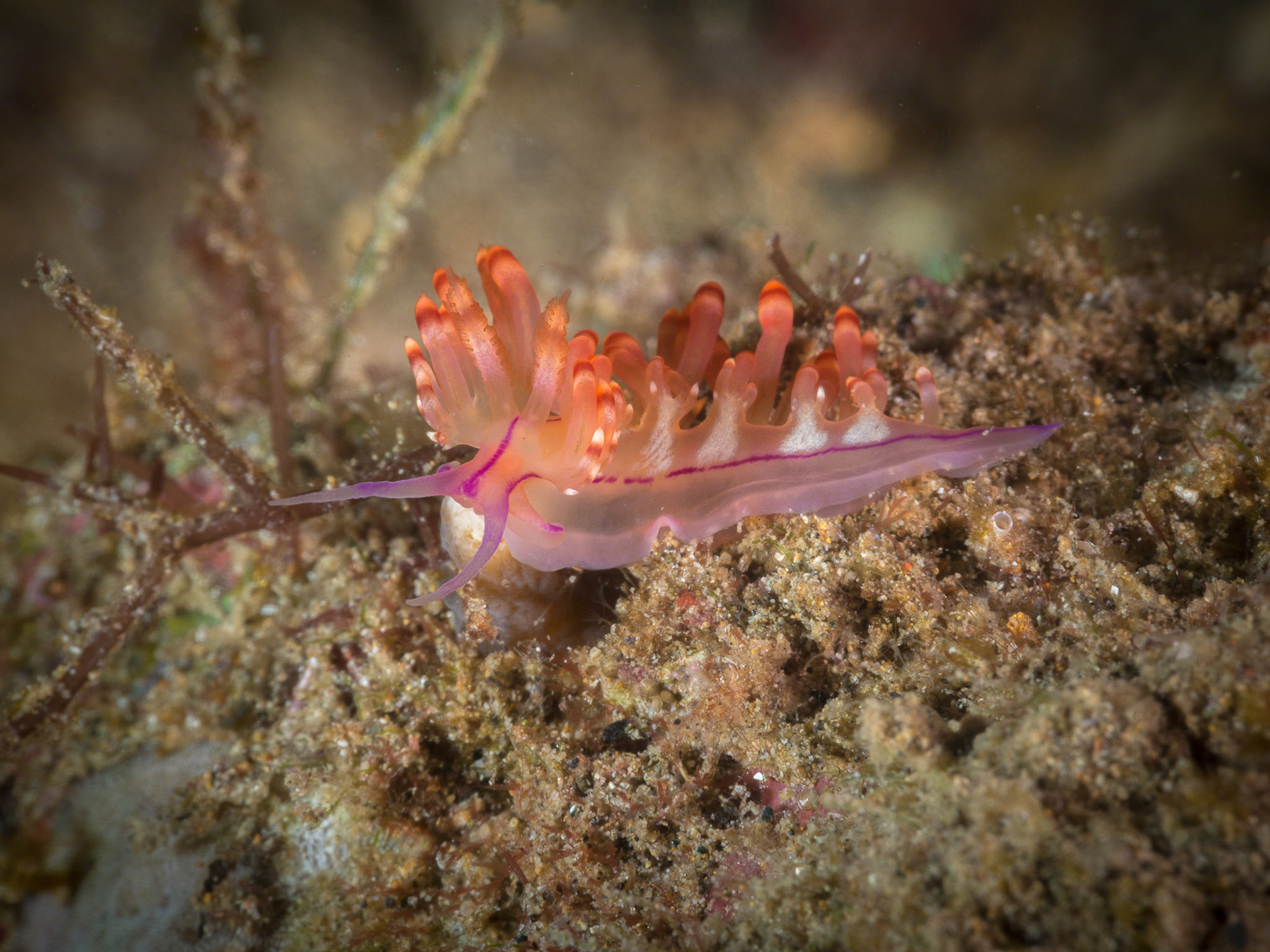 Flabellina rubrolineata