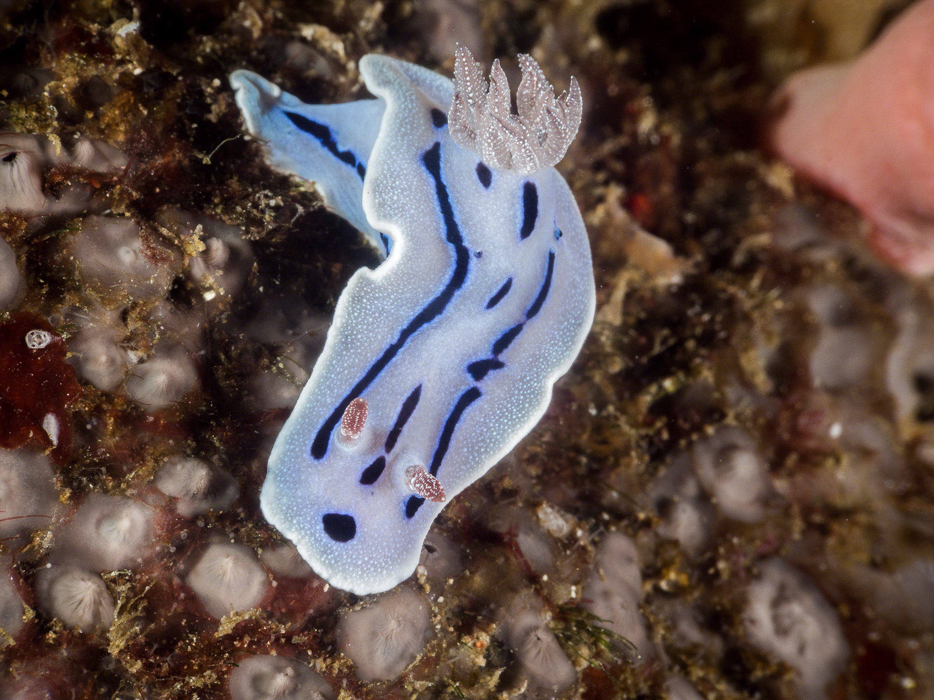 Chromodoris lochi