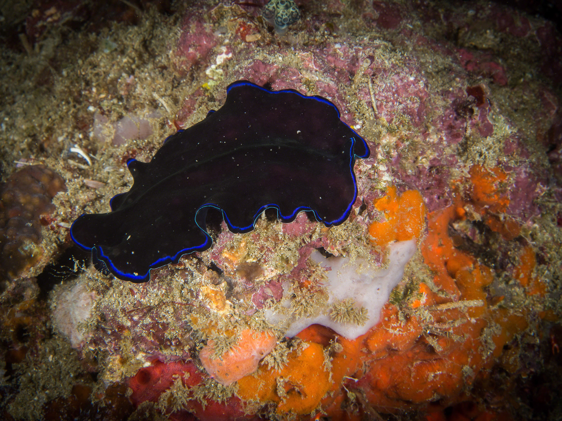 Pseudoceros sapphirinus