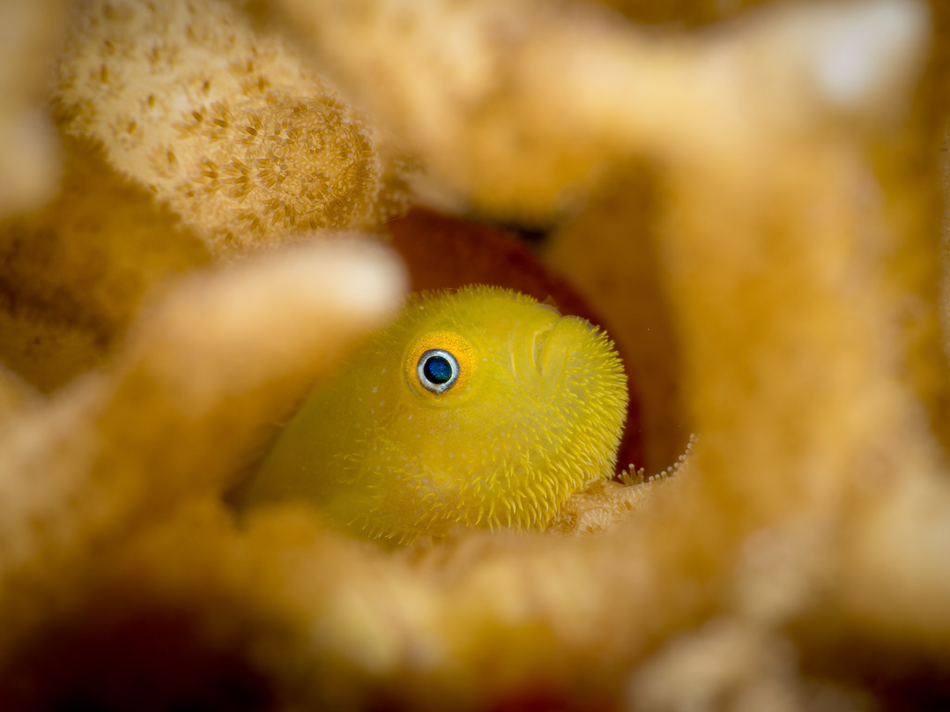 Hairy Goby