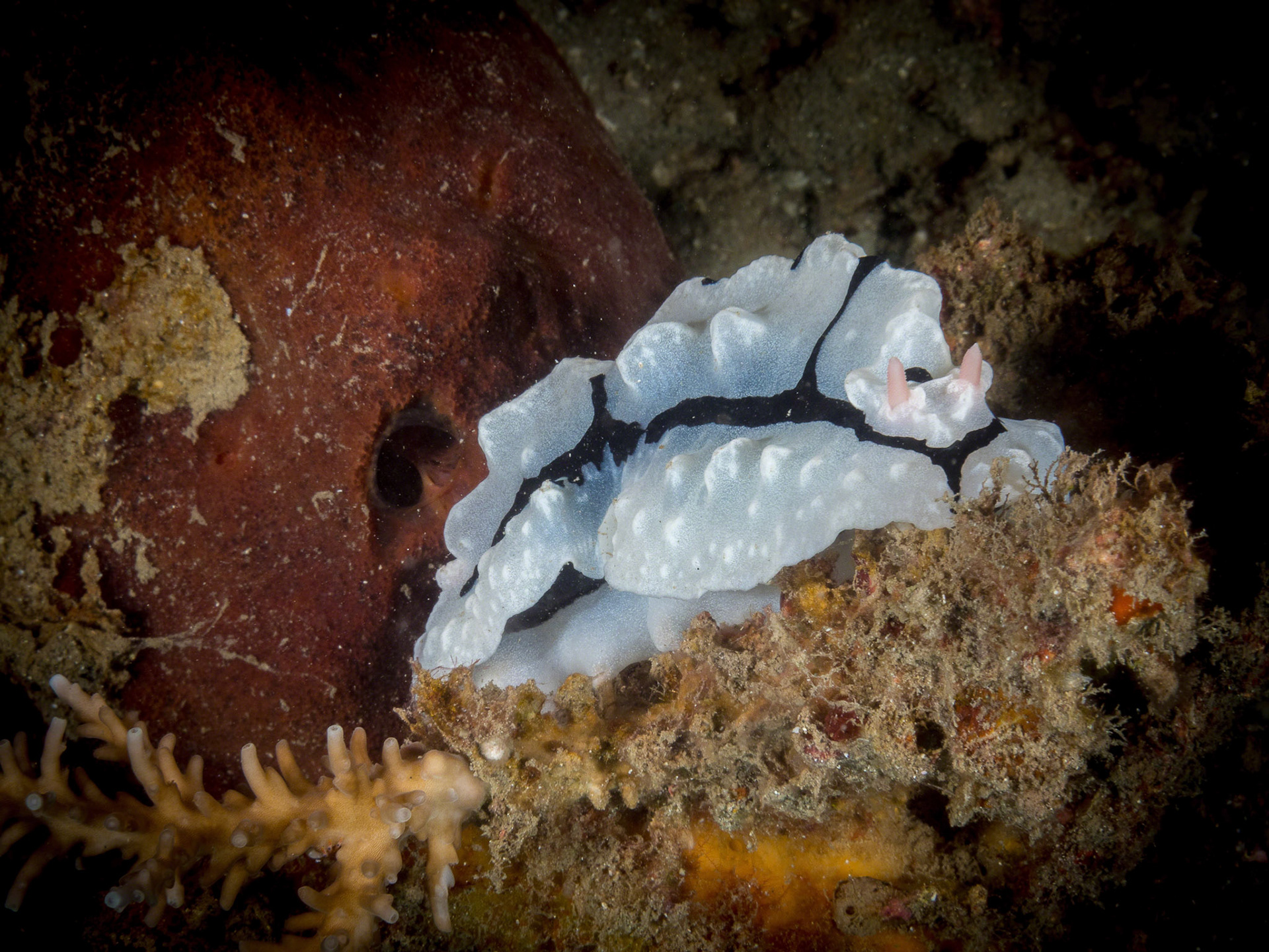 Phyllidiopsis shireenae