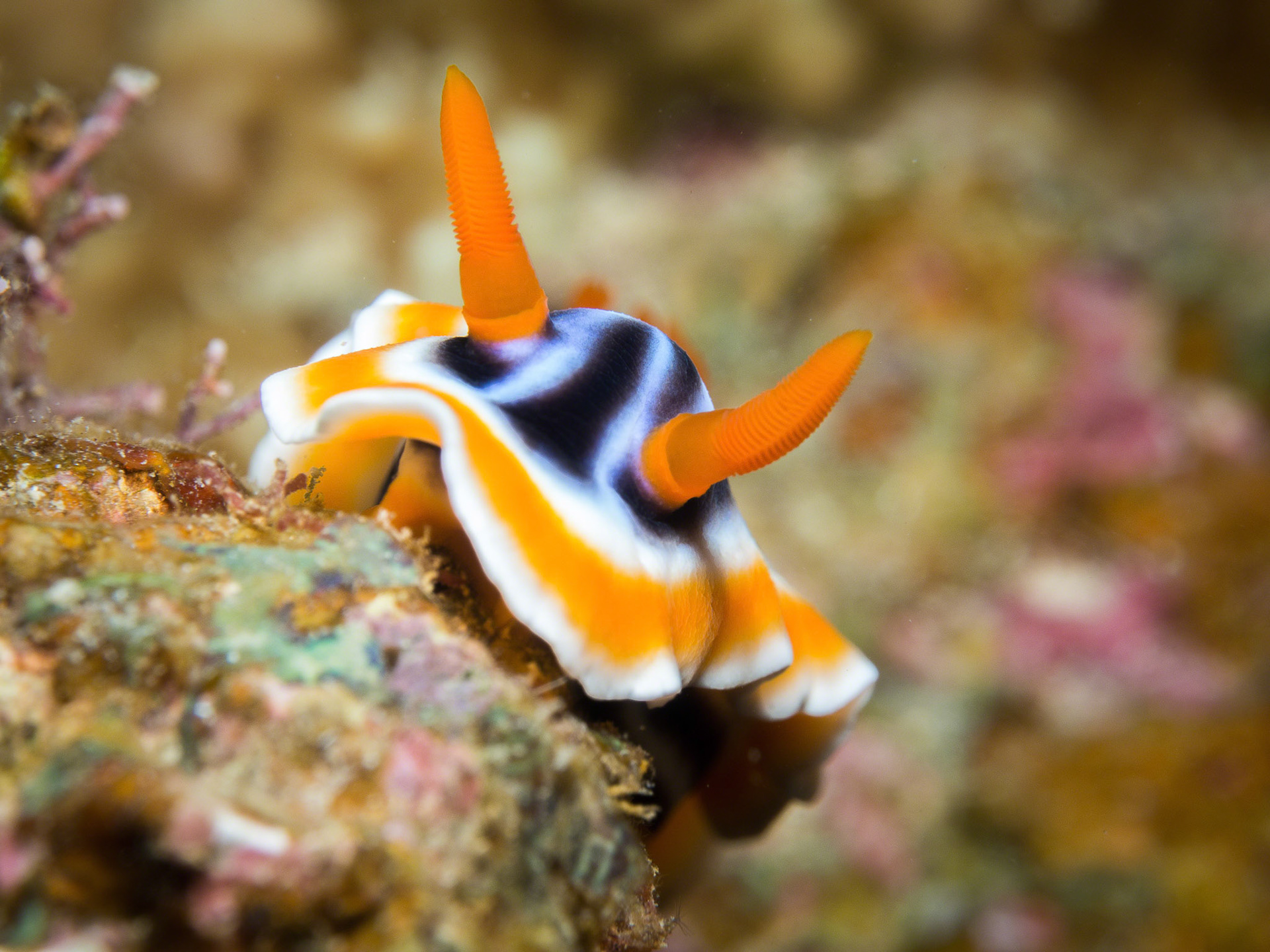 Chromodoris magnifica
