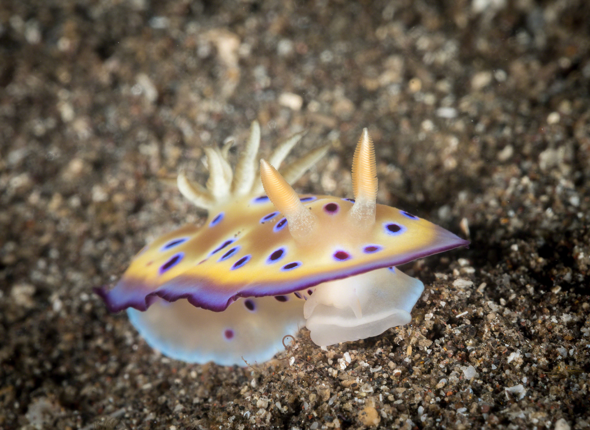 Chromodoris kuniei