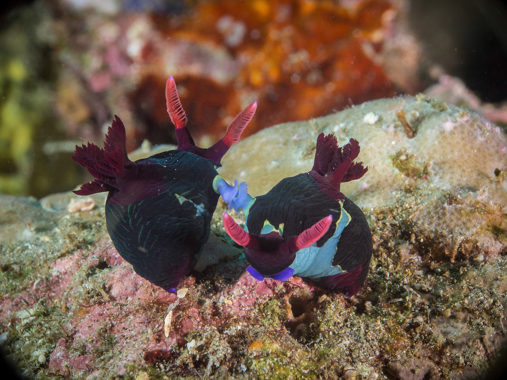 Nembrotha chamberlaini