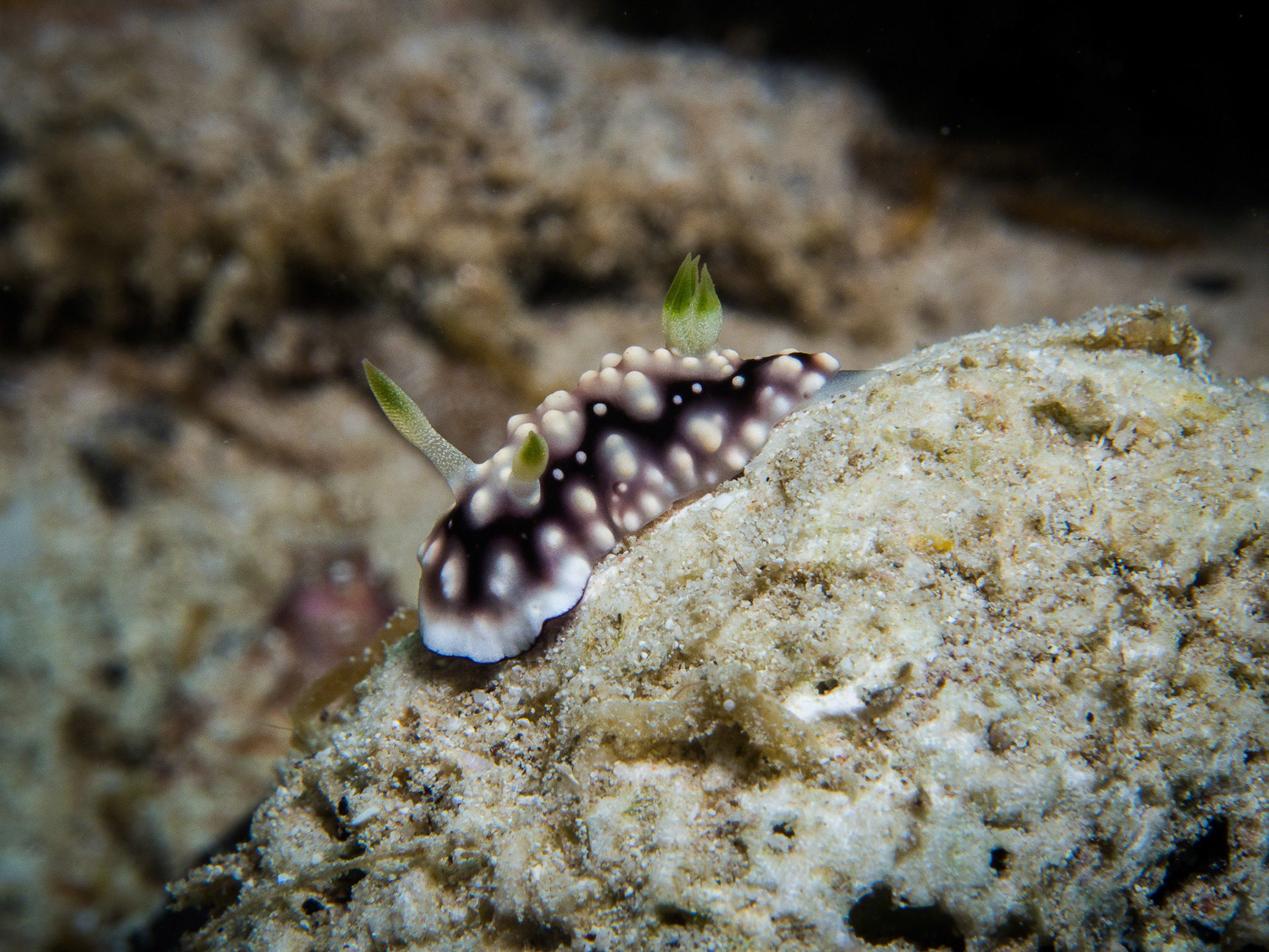 Chromodoris geometrica