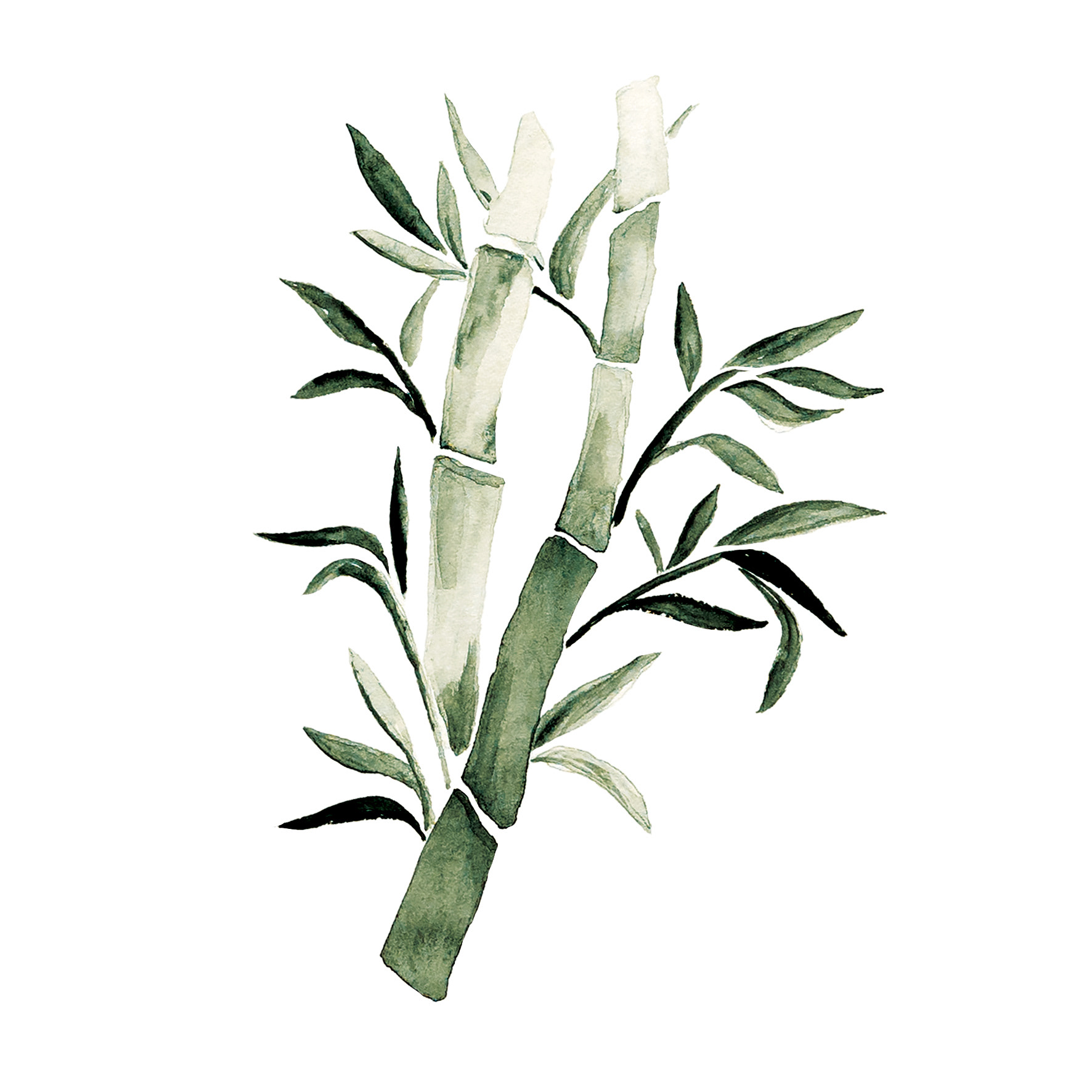 Minimalist Bamboo - Watercolor