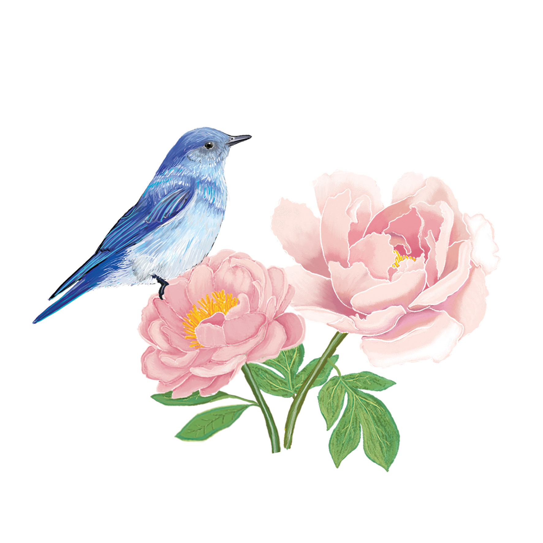 "Bluebird & Peonies"