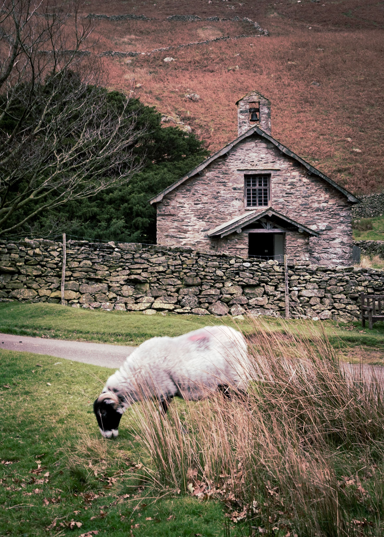 Sheep &amp; Church