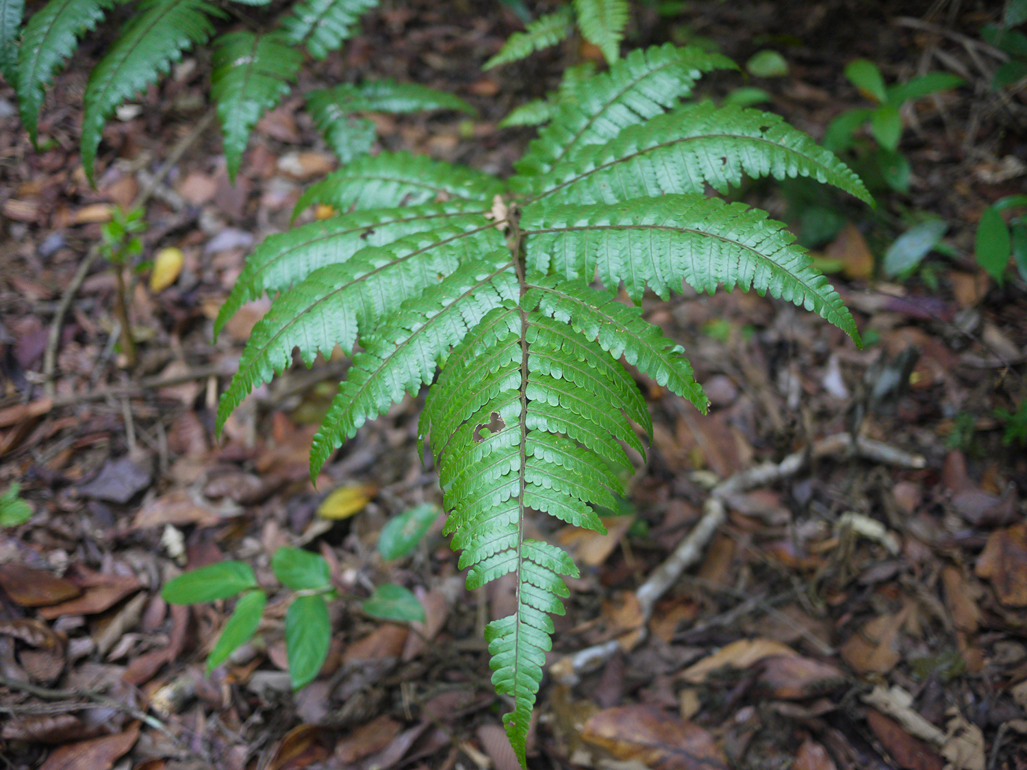Fougère arborescente.