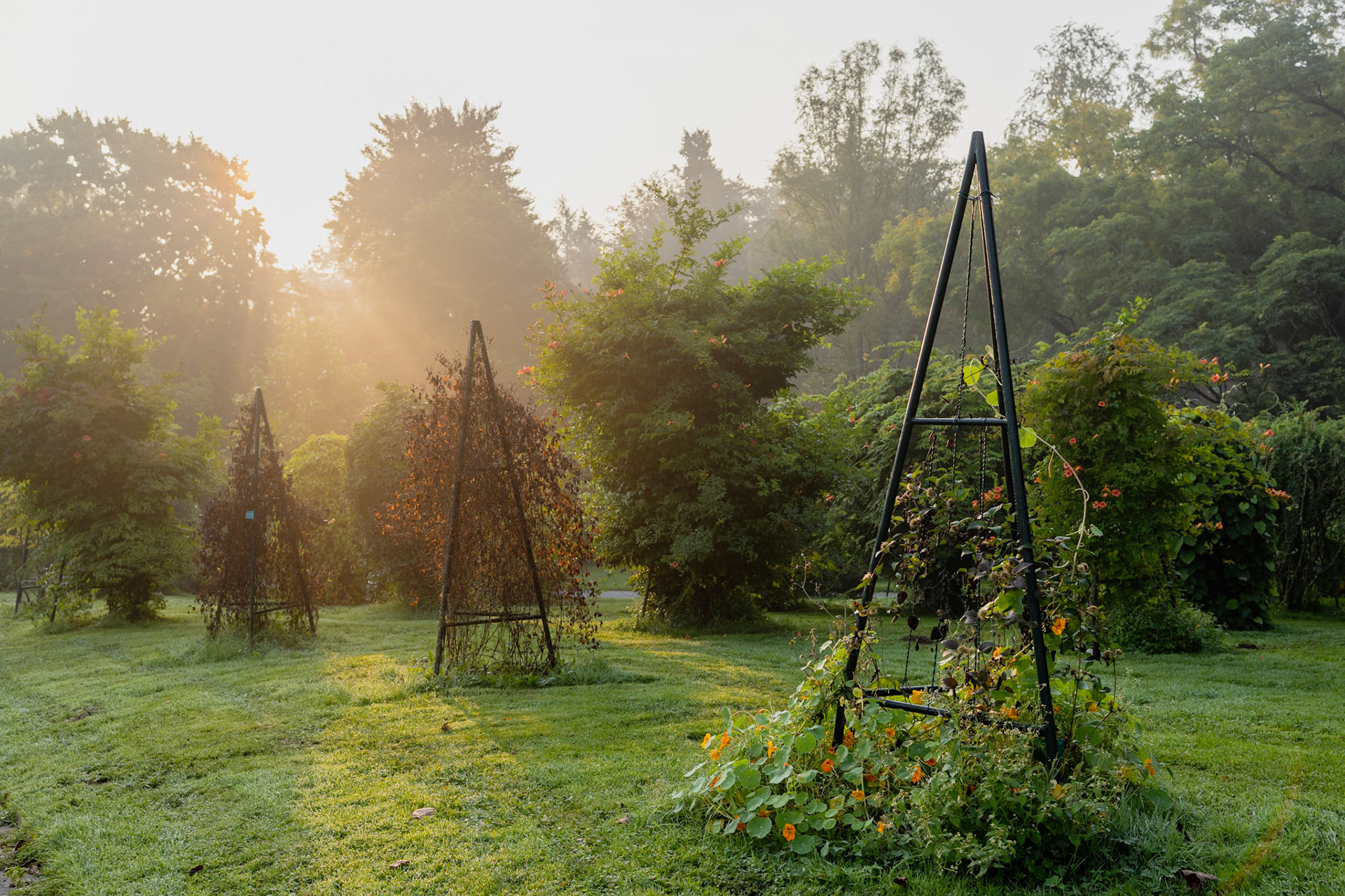 Morgensonne