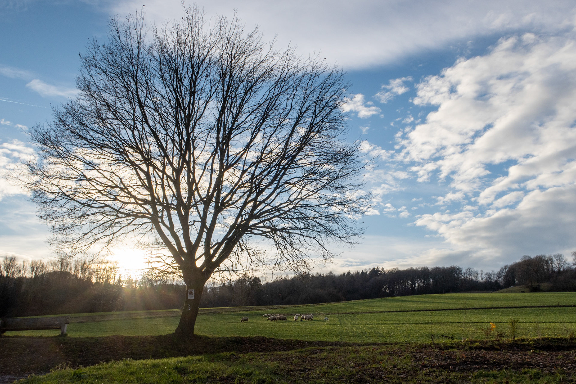Wintersonne