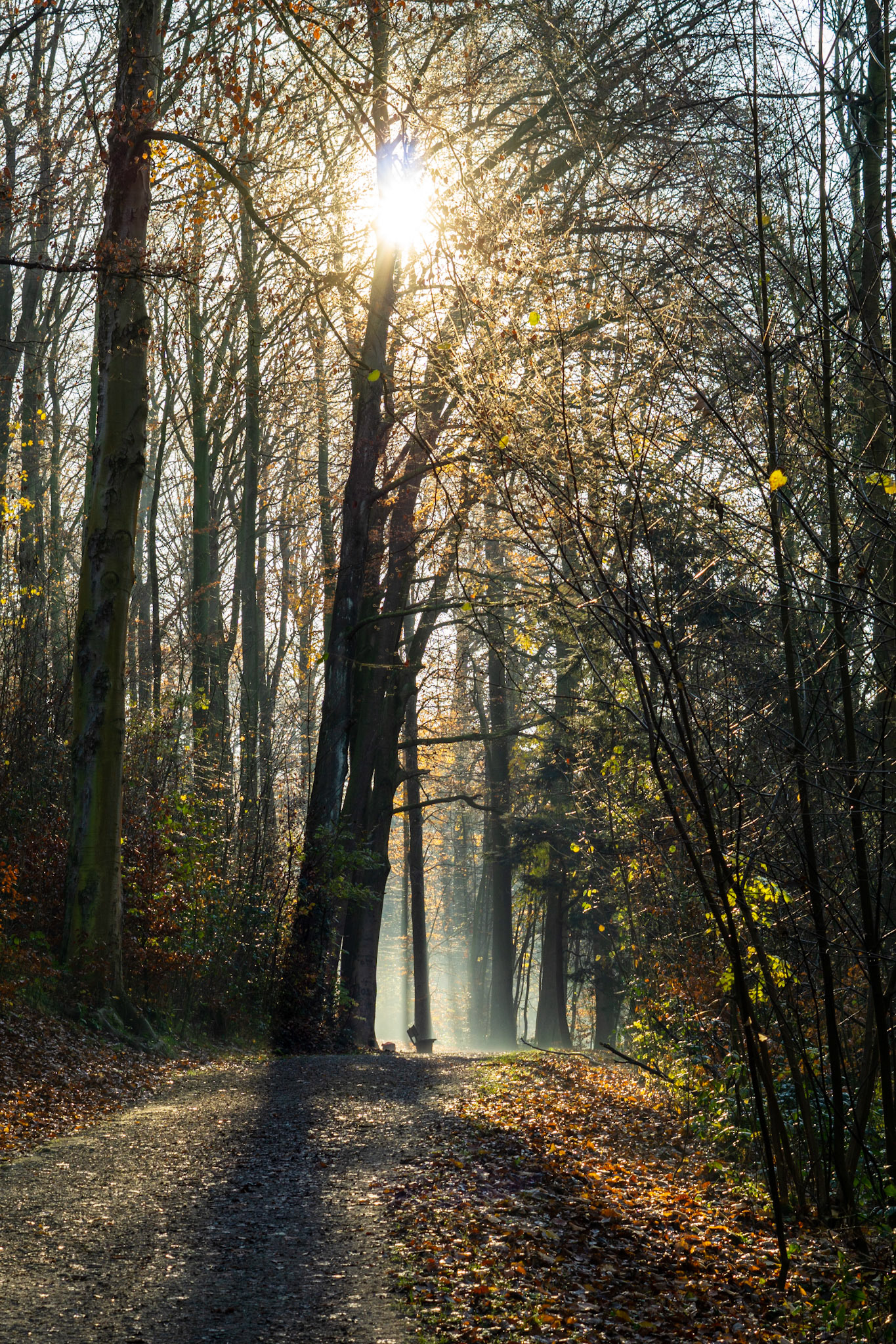 Herbstwald