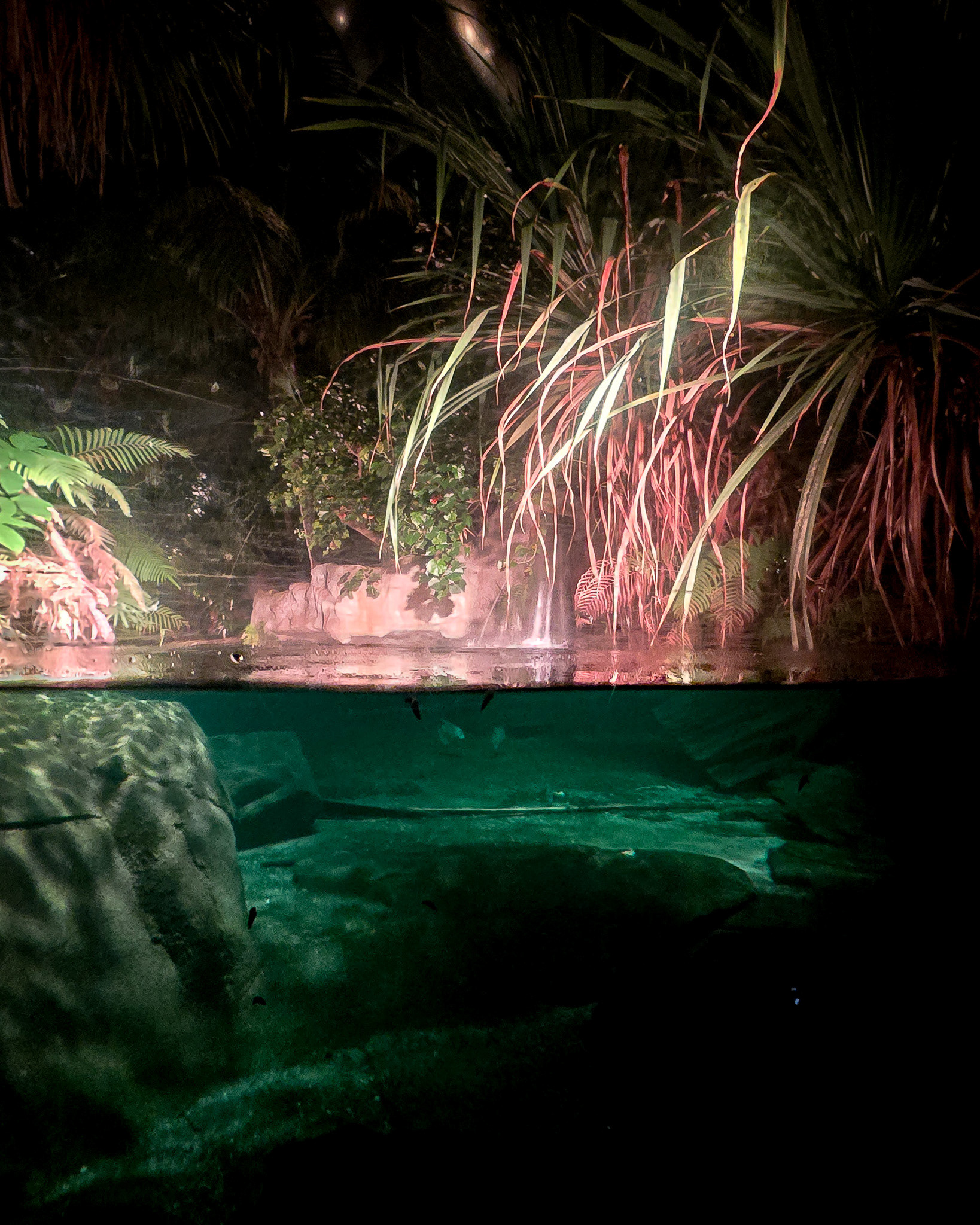 Magisches Tropenleuchten 2026