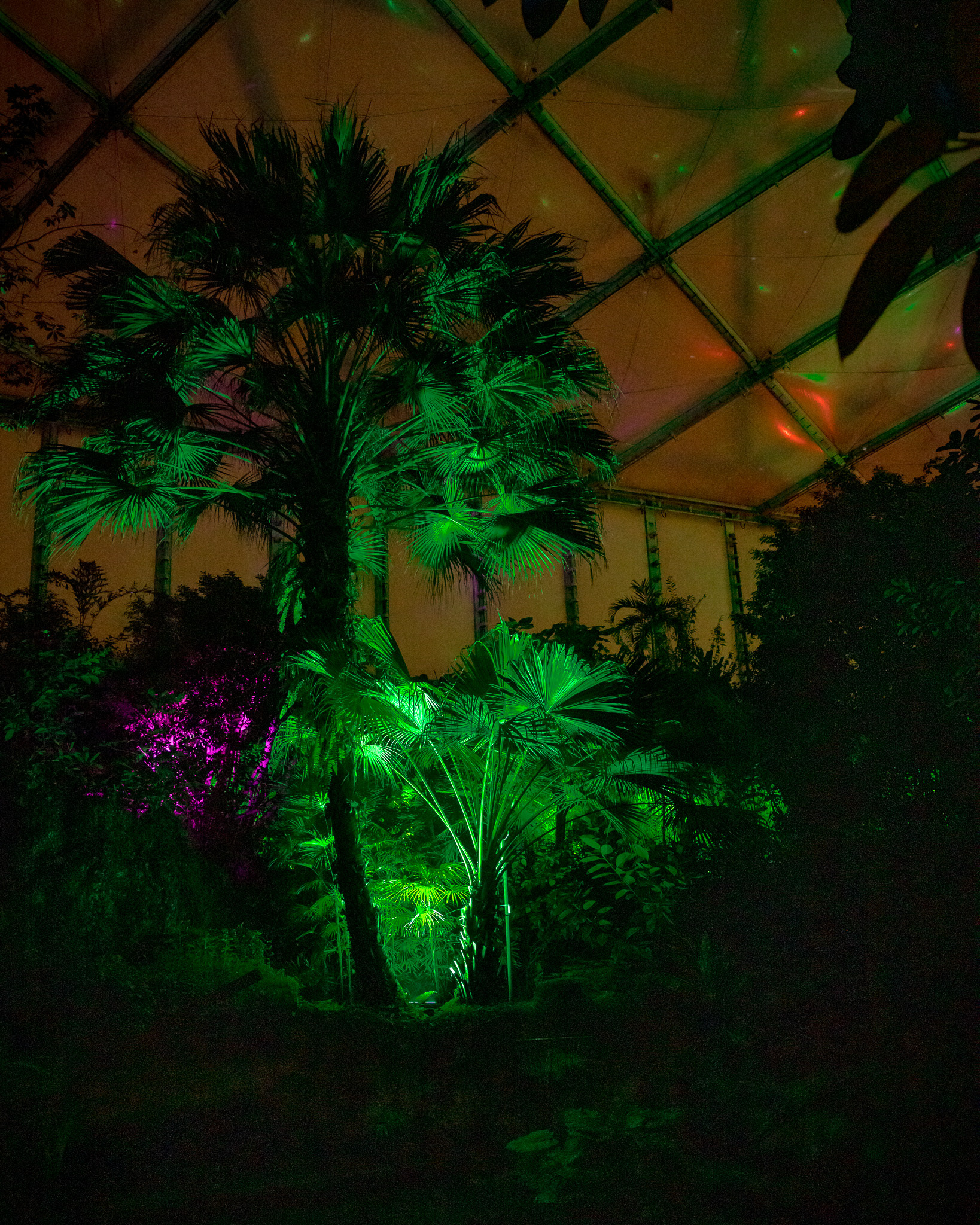 Magisches Tropenleuchten 2026