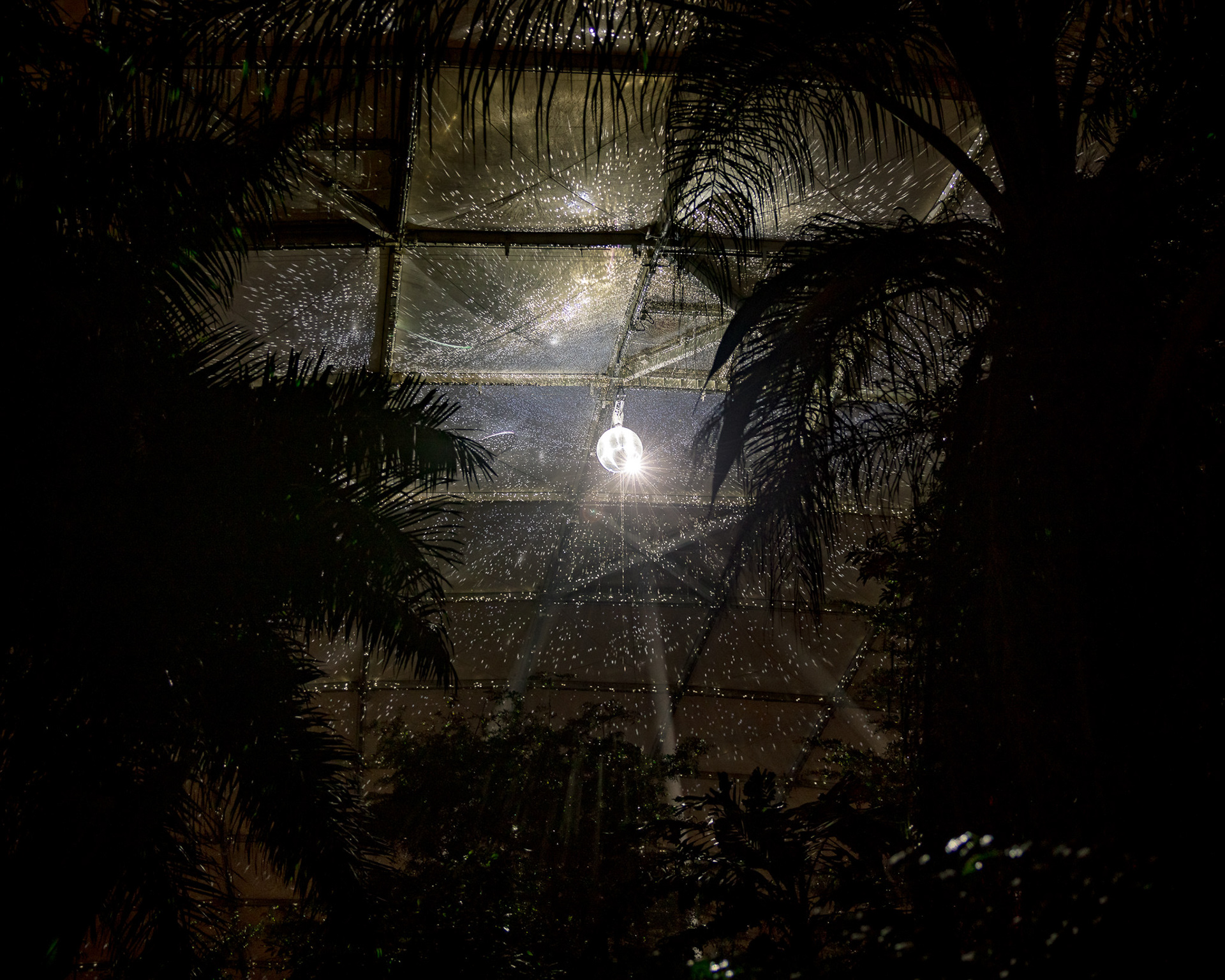 Magisches Tropenleuchten 2026