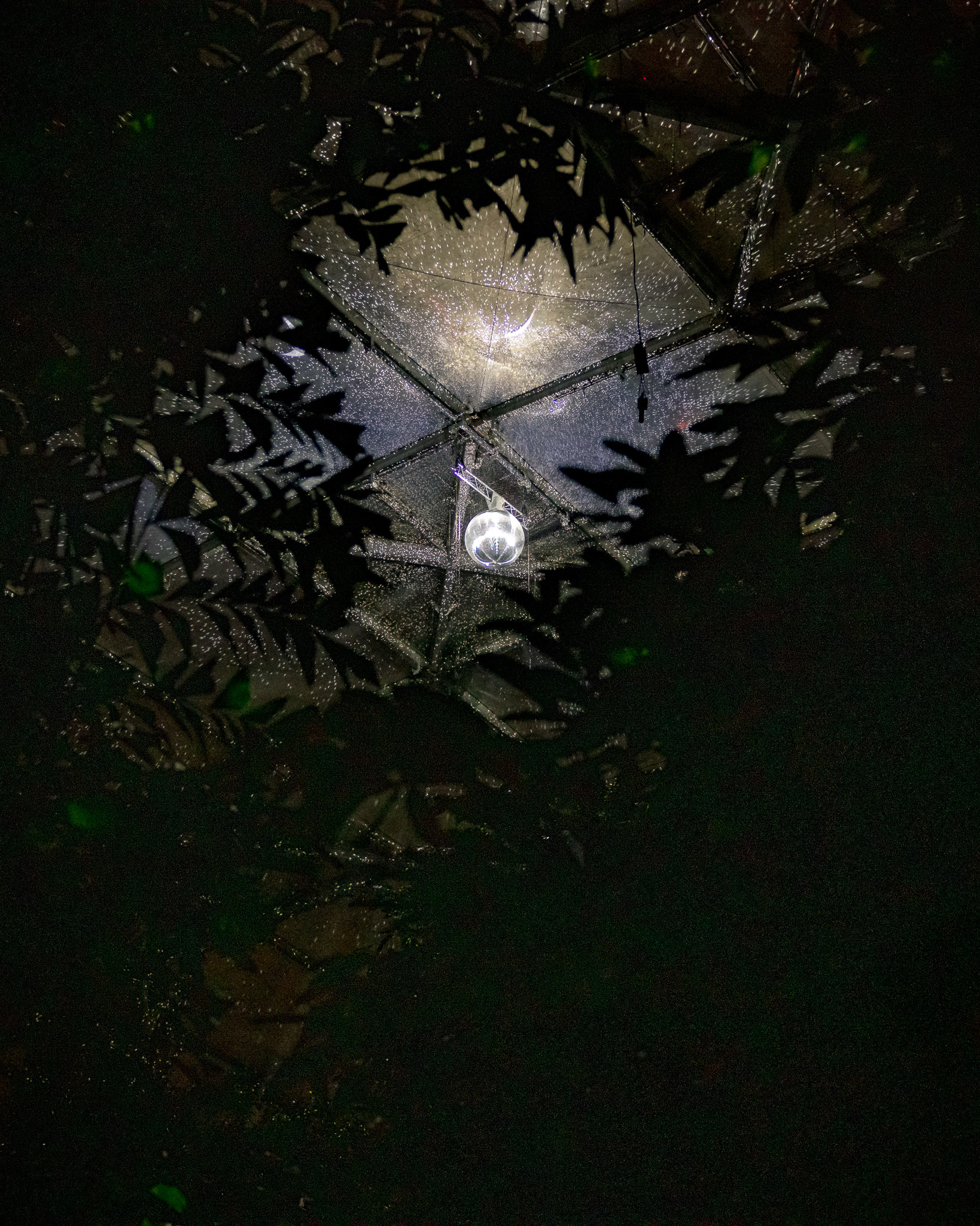 Magisches Tropenleuchten 2026