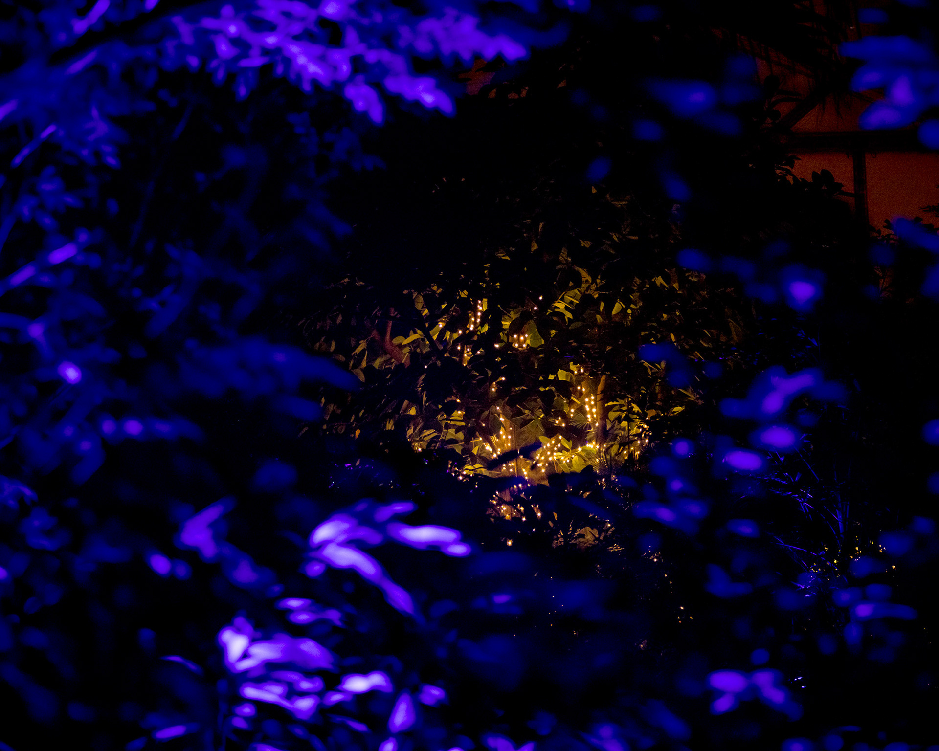 Magisches Tropenleuchten 2026