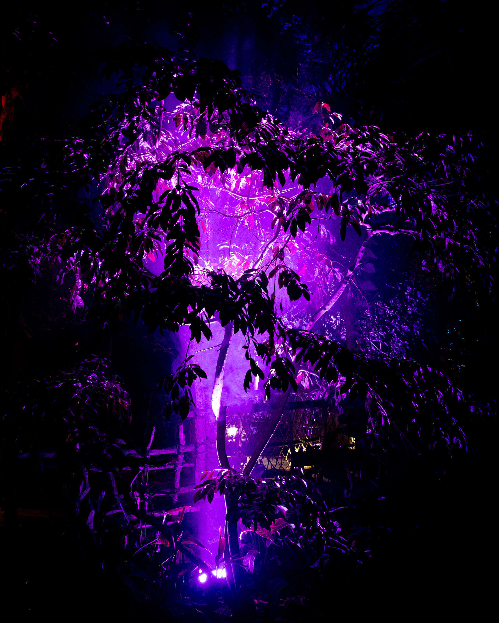 Magisches Tropenleuchten 2026