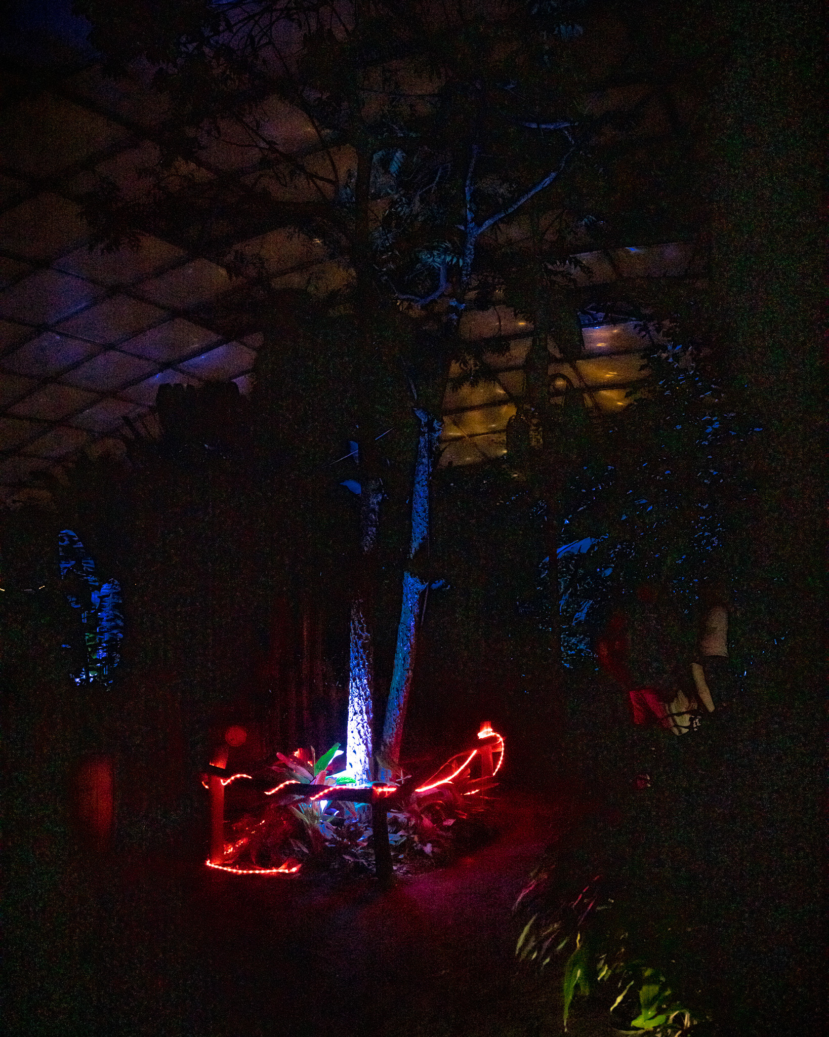 Magisches Tropenleuchten 2026