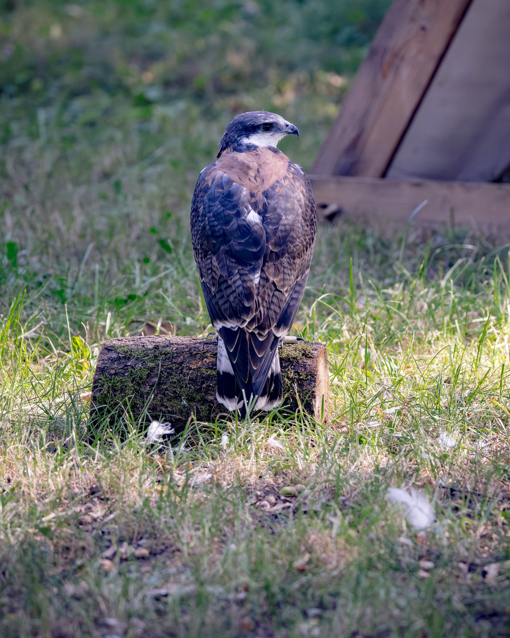 Falkner - Impressionen MPS Luhmühlen