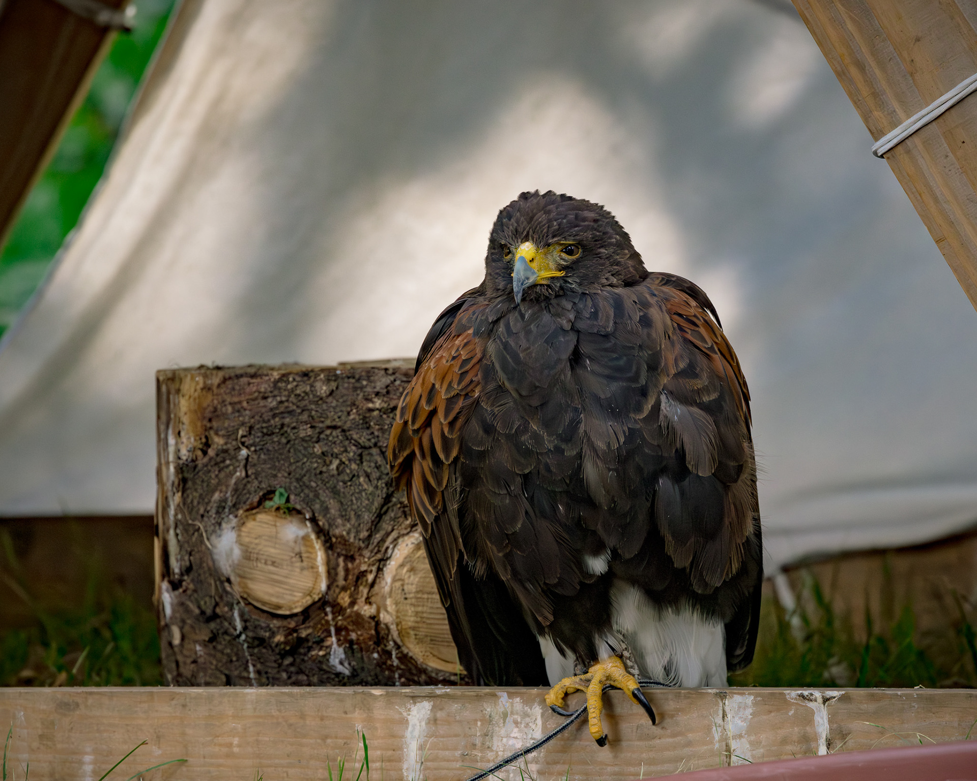 Falkner - Impressionen MPS Luhmühlen