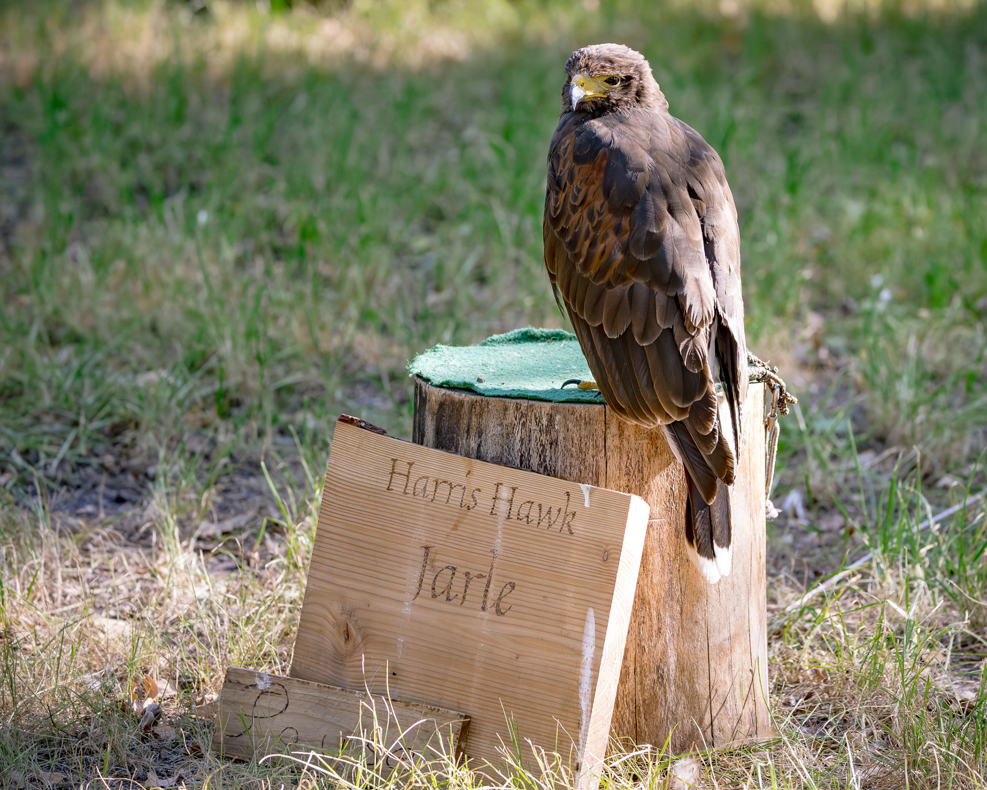 Falkner - Impressionen MPS Luhmühlen