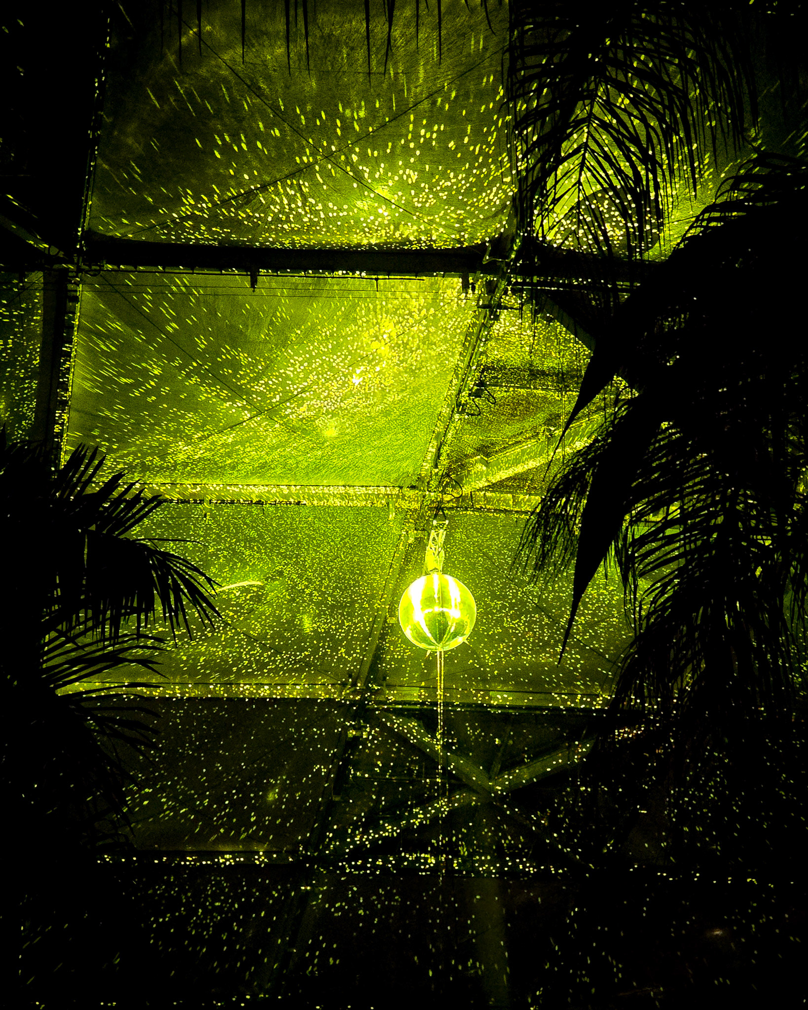 Magisches Tropenleuchten 2026